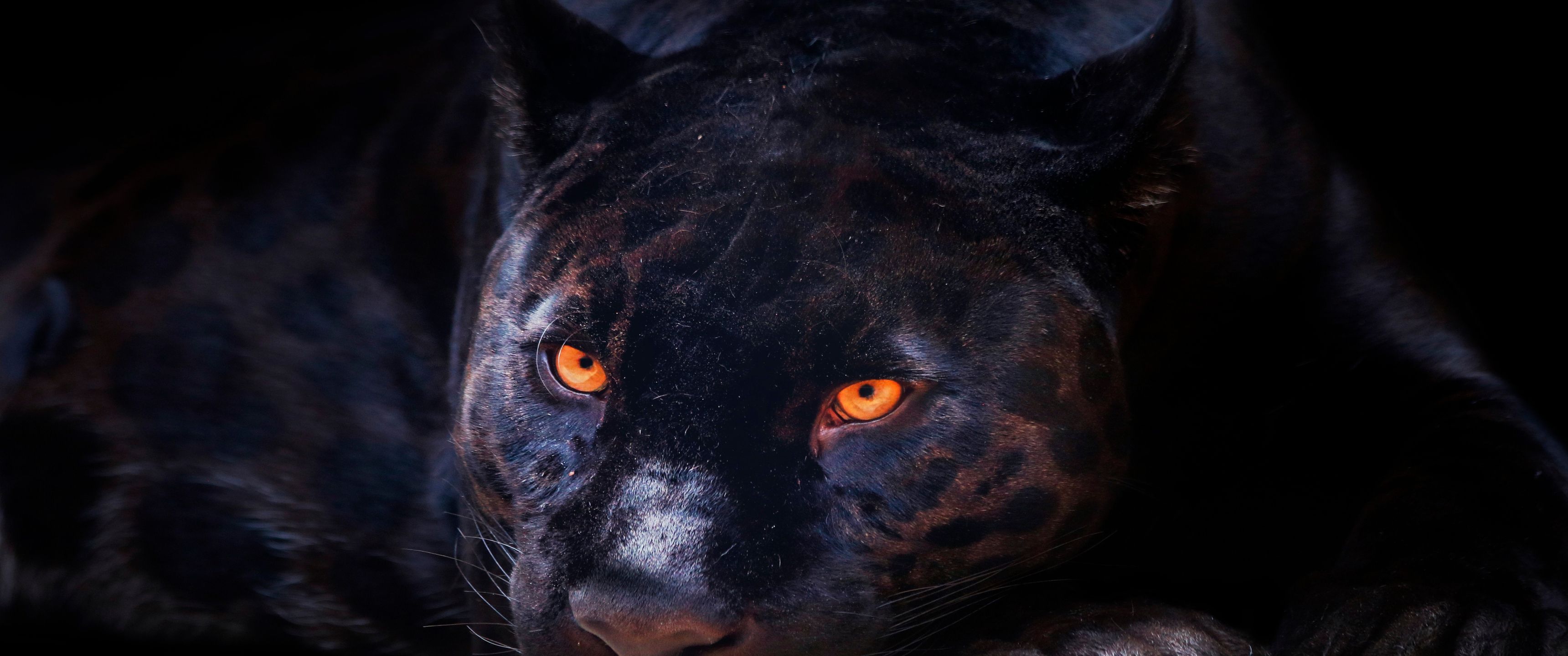 3440x1440 Download Panther, Black, Eyes, Wild cat Wallpaper in 3440x1440 Resolution