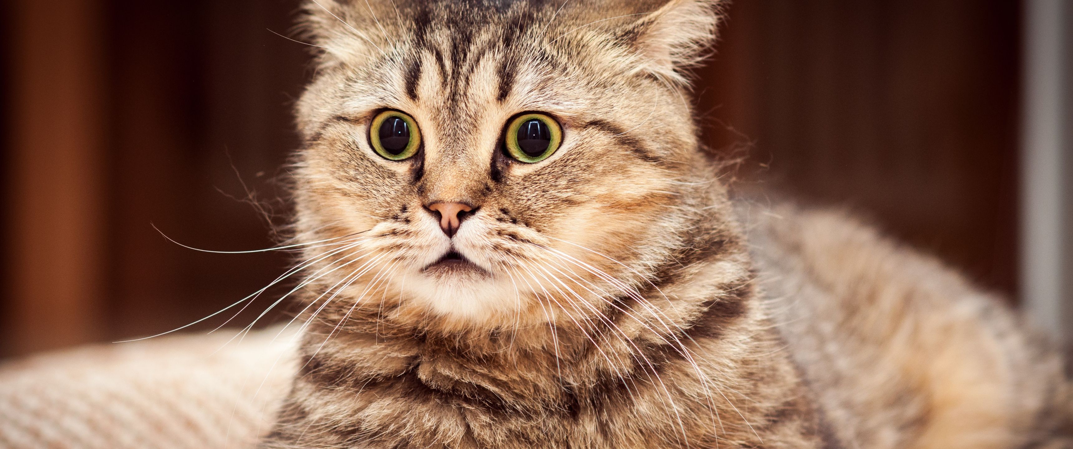3440x1440 Download Funny cat face, Funny, Cat, Face Wallpaper in 3440x1440 Resolution
