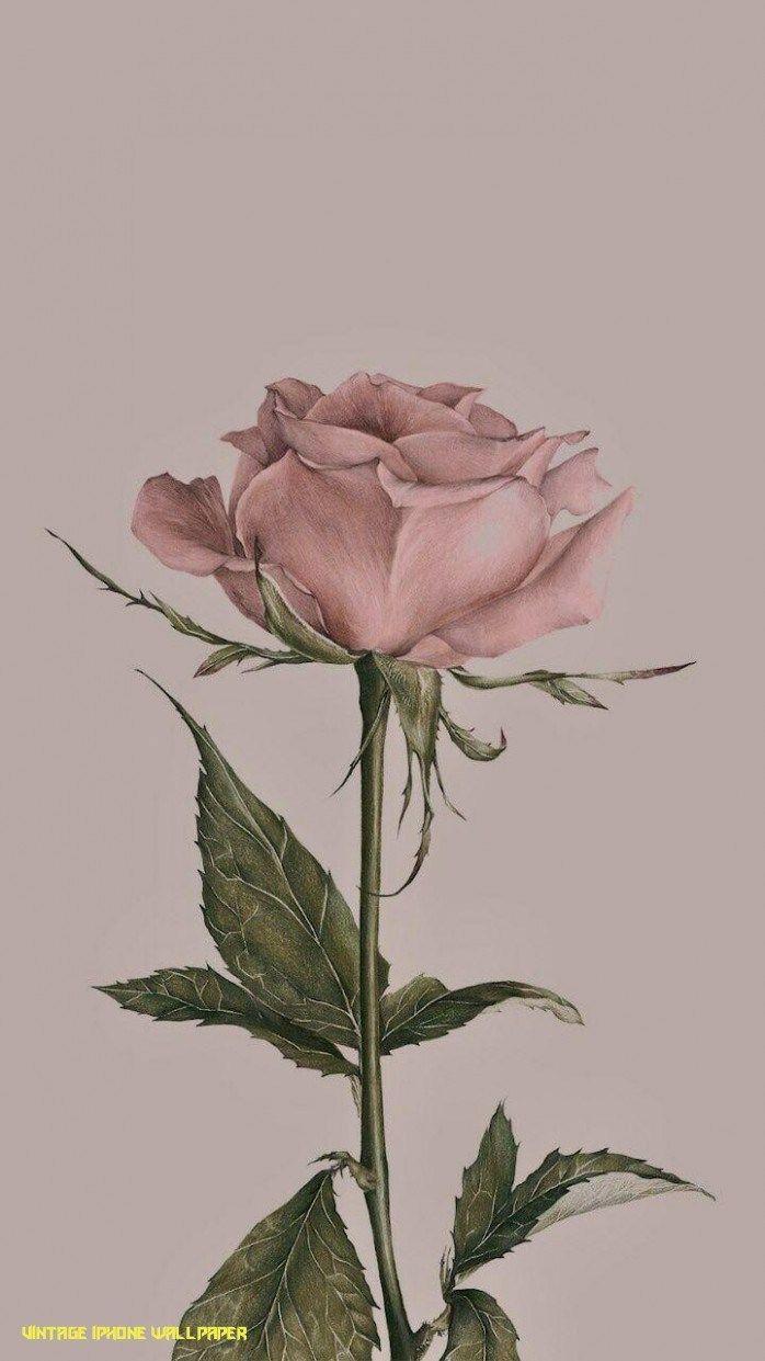 Flower Vintage iPhone Wallpapers Top Free Flower Vintage iPhone