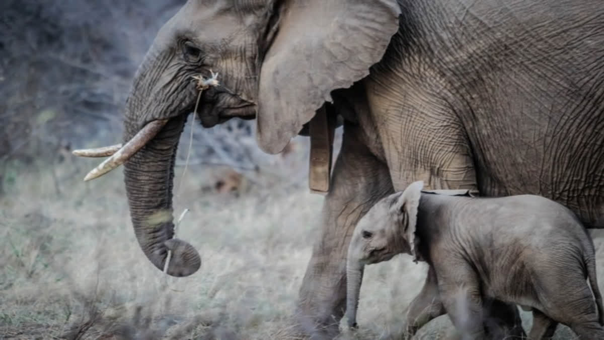 1200x675 Odisha's SOS To Tamil Nadu For 4 Trained 'Kumki' Jumbos To Tackle Man Animal Conflict