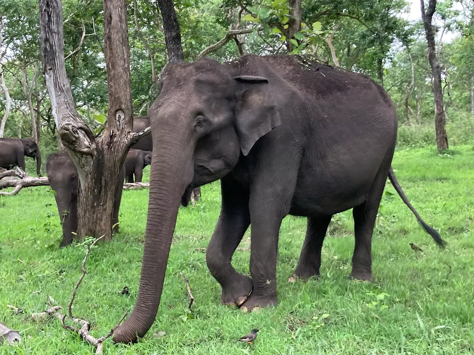 1600x1200 Andhra Pradesh: 2 Kumki Elephants To Be Deployed In Manyam To Tackle Wild Elephant Menace
