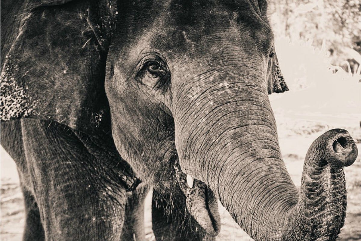1200x800 Lack of available 'kumki' elephants stalls capture of wild elephant in Wayanad