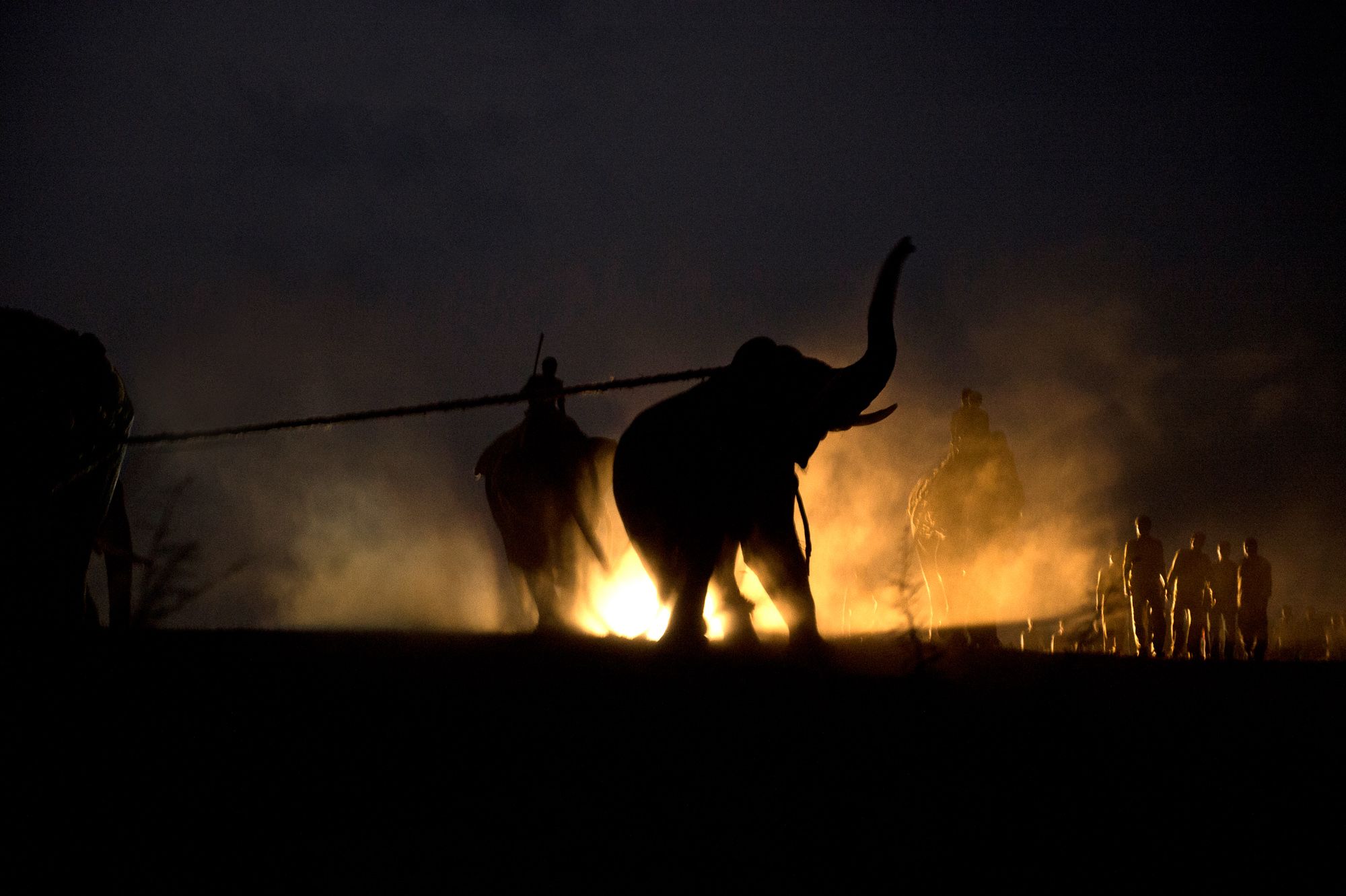 2000x1331 Inside an Elephant Capture