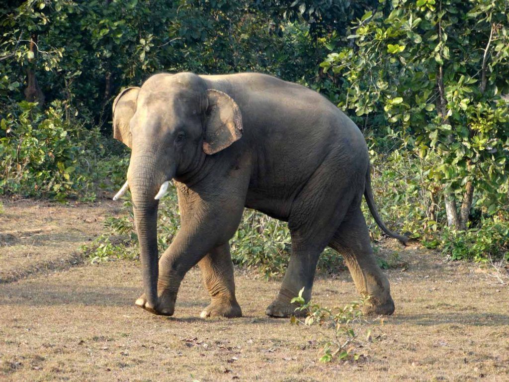 1024x768 Kumki Elephants To Keep Watch On Bengal Tigers In Satkosia