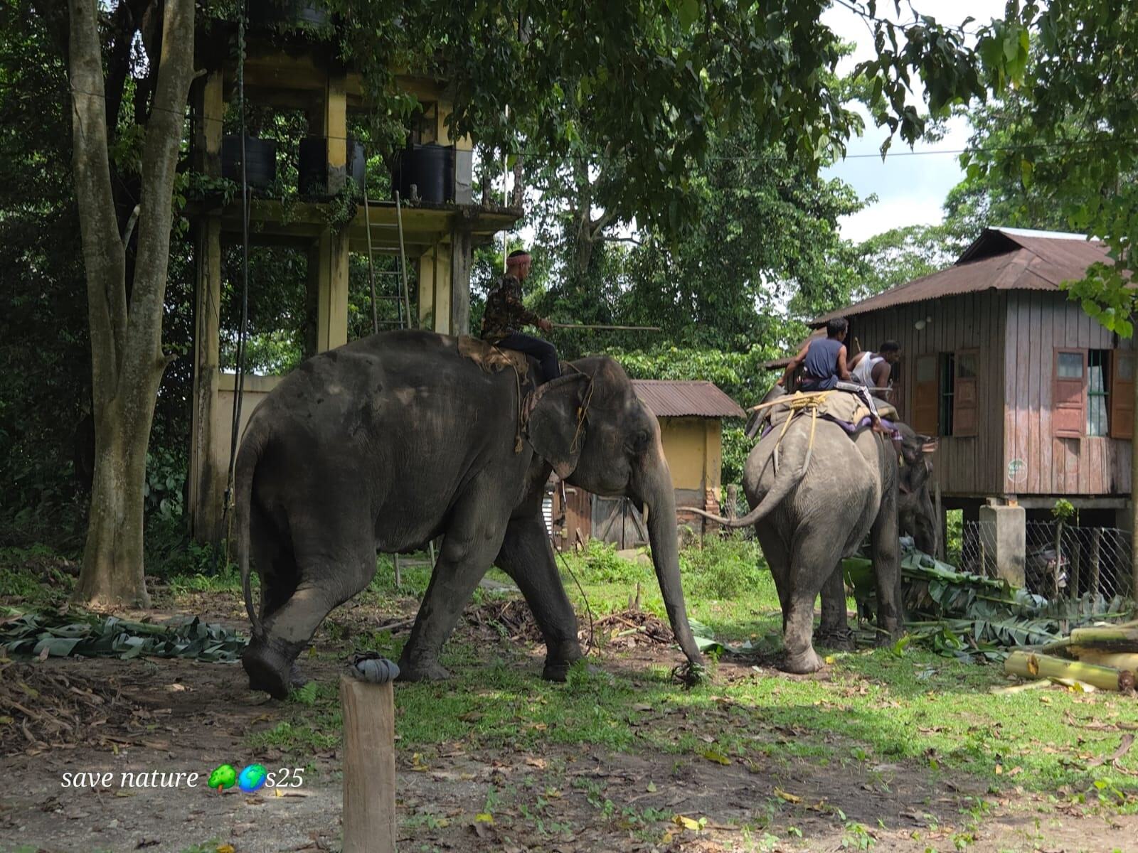 1600x1200 Tiger release preparations: Two kumki elephants brought to BTR