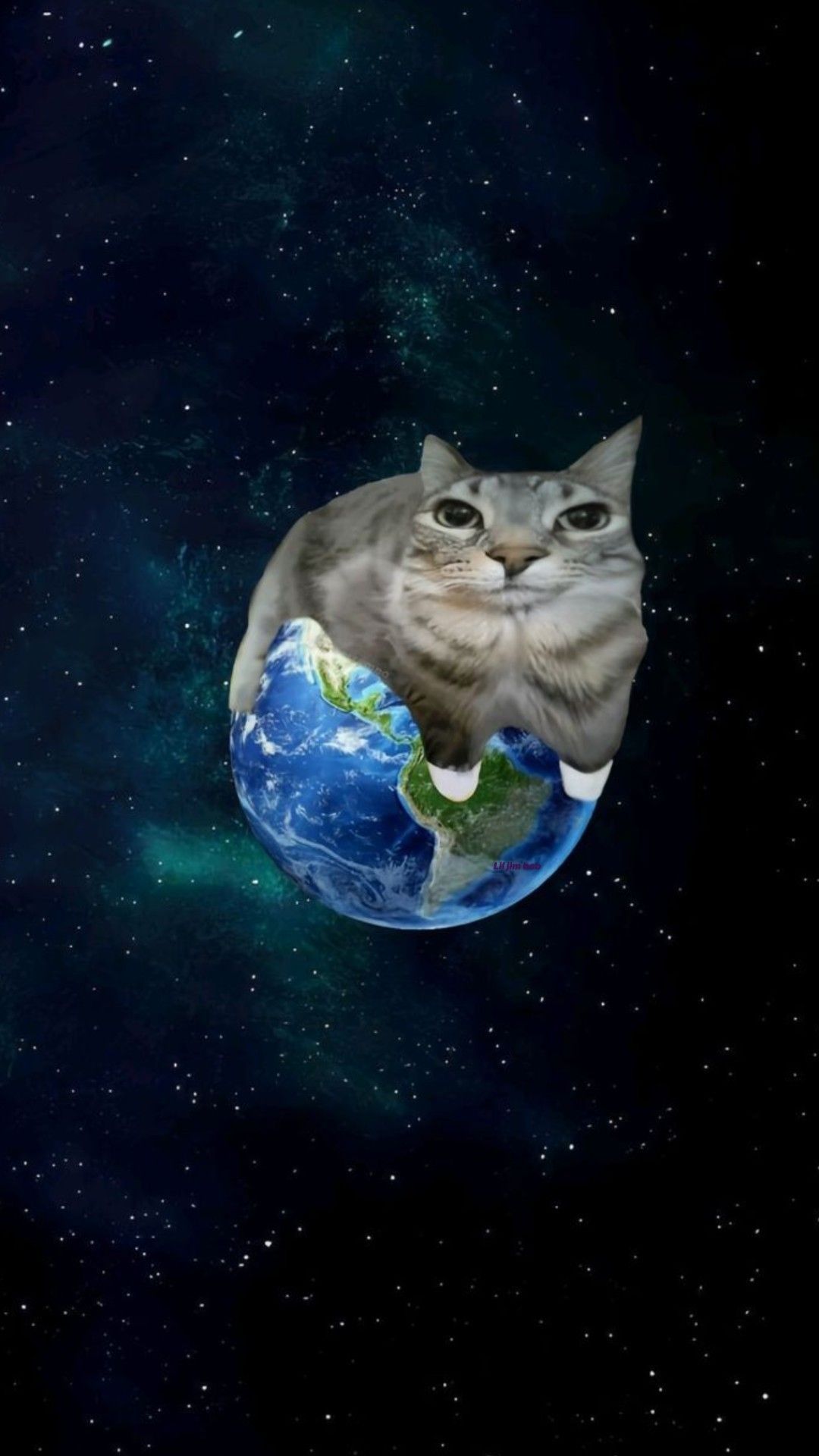 1080x1920 Cat Meme Wallpaper