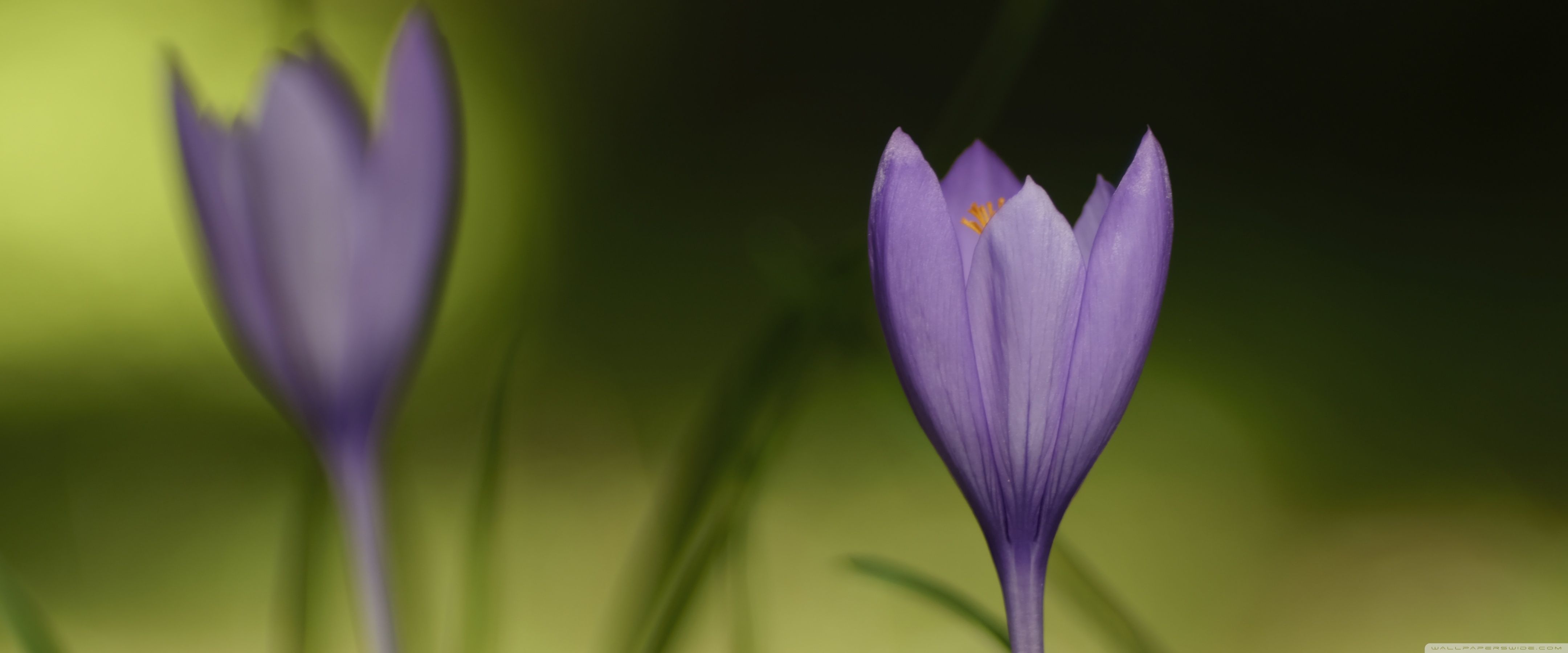 4320x1800 Close Up Fall Crocus Wildflowers 4K UHD Wallpaper for UltraHD Desktop and TV : Widescreen and UltraWide Display : Dual Monitor : Smartphone and Tablet Devices