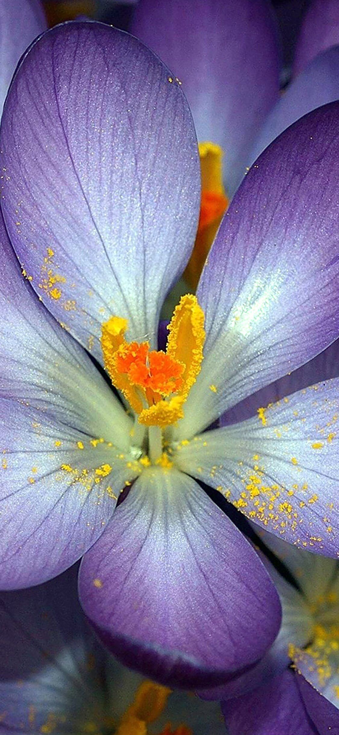 1125x2436 Autumn Purple Flower iPhone Wallpaper
