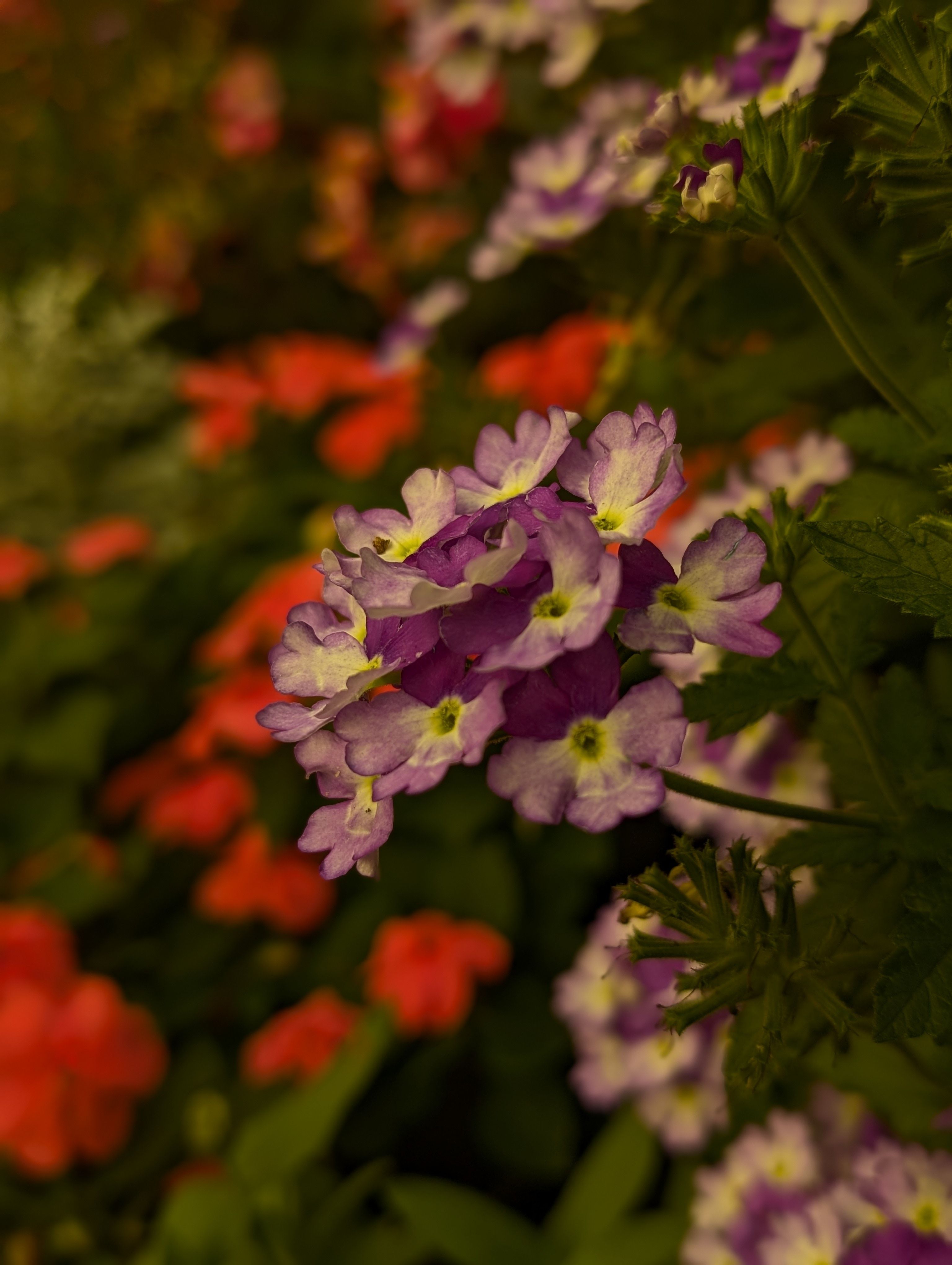3072x4080 Vibrant Purple Verbena in Bloom During Fall · Free