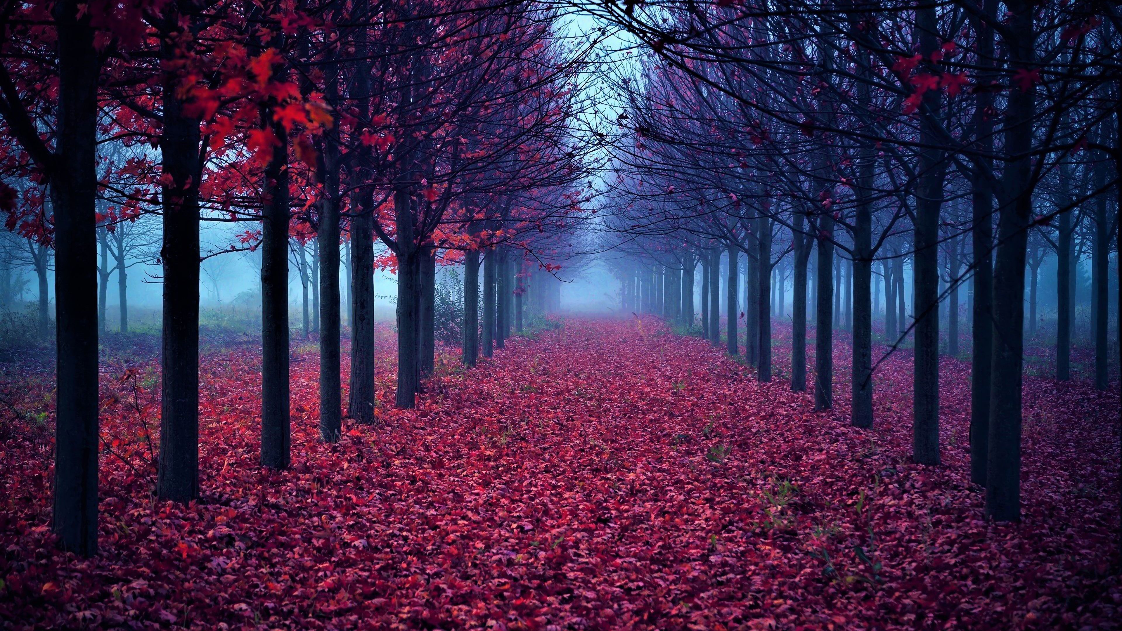 3840x2160 Forest Fall Nature Trees 4K Wallpaper HD