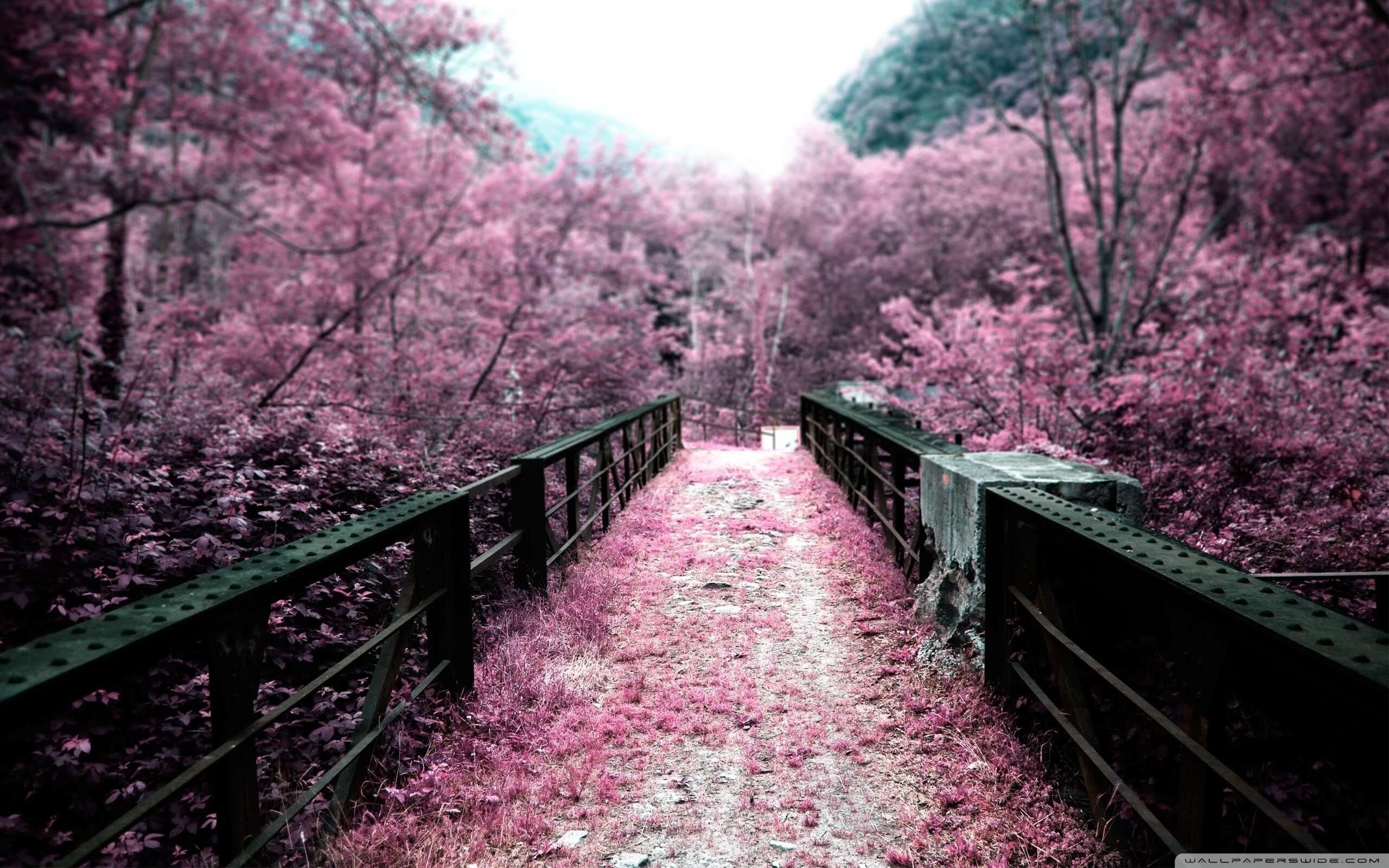2560x1600 Pink Autumn 4K UHD Wallpaper for UltraHD Desktop and TV : Dual Monitor : Smartphone and Tablet Devices