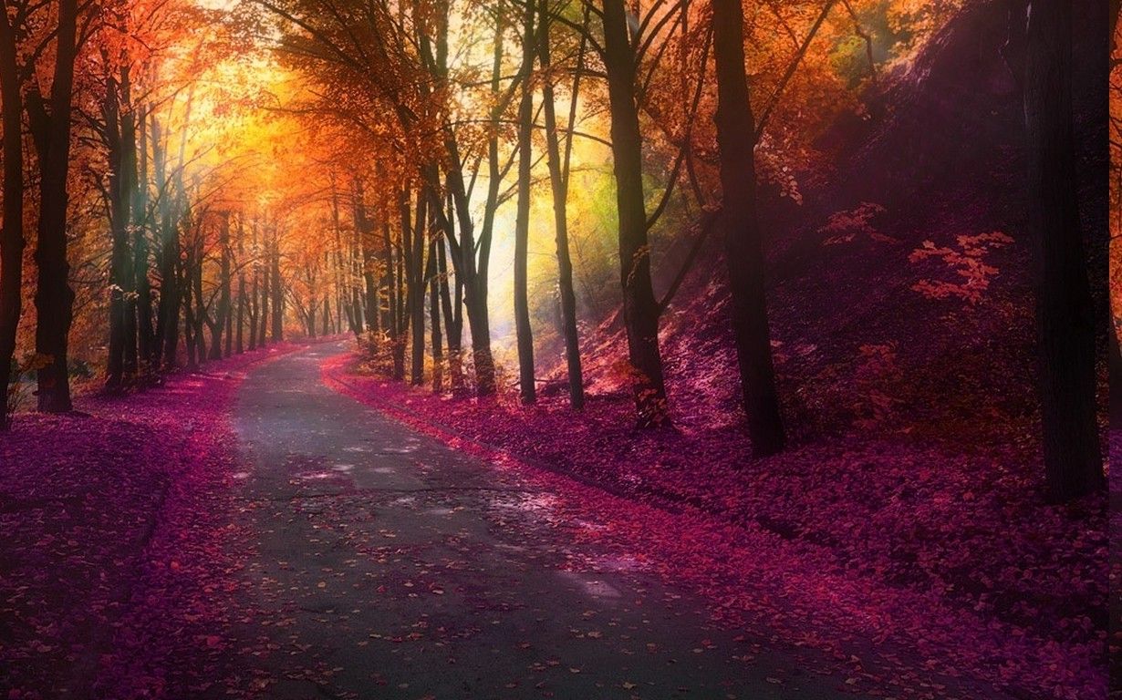 1230x768 nature, Fall, Park, Trees, Colorful, Landscape, Leaves, Hill, Road, Lights Wallpaper HD / Desktop and Mobile Background