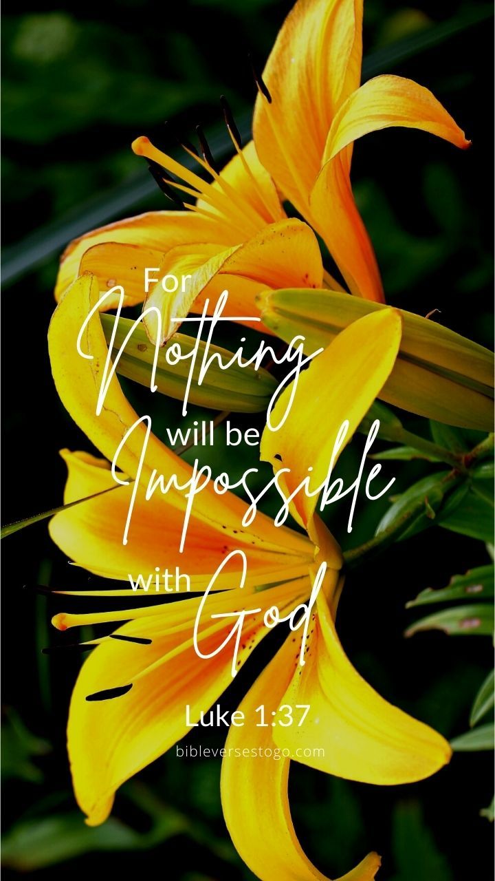 720x1280 Yellow Lilies Luke 1:37