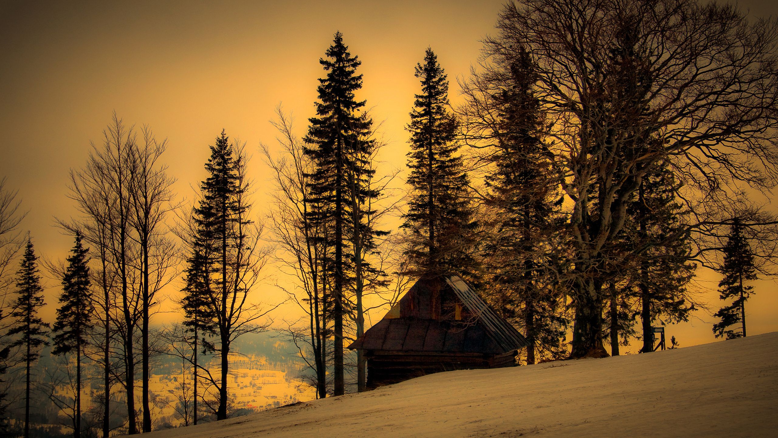 2560x1440 Wallpaper Brown Wooden House in The Middle of Forest During Night Time, Background Free Image