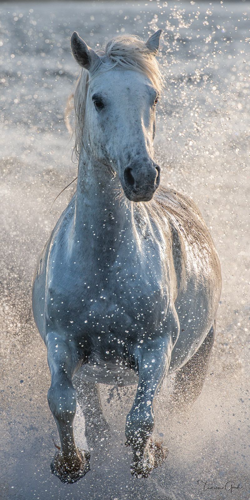 800x1600 Neptune's Horse. Camargue Fine Art Portrait. Tamara Gooch. Tamara Gooch. Fine Art Equine, Wildlife & Western Prints
