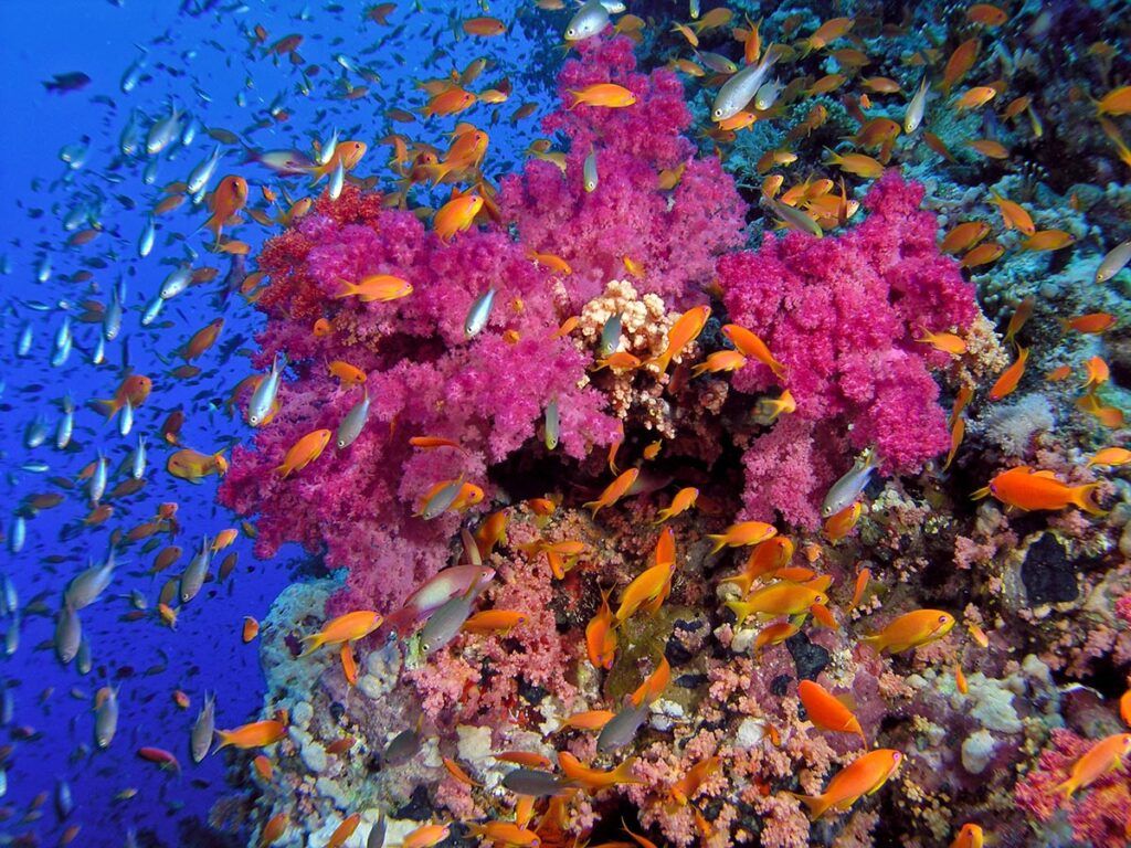 1024x768 Response to Martin Sheen Documentary Aquariums: The Dark Hobby