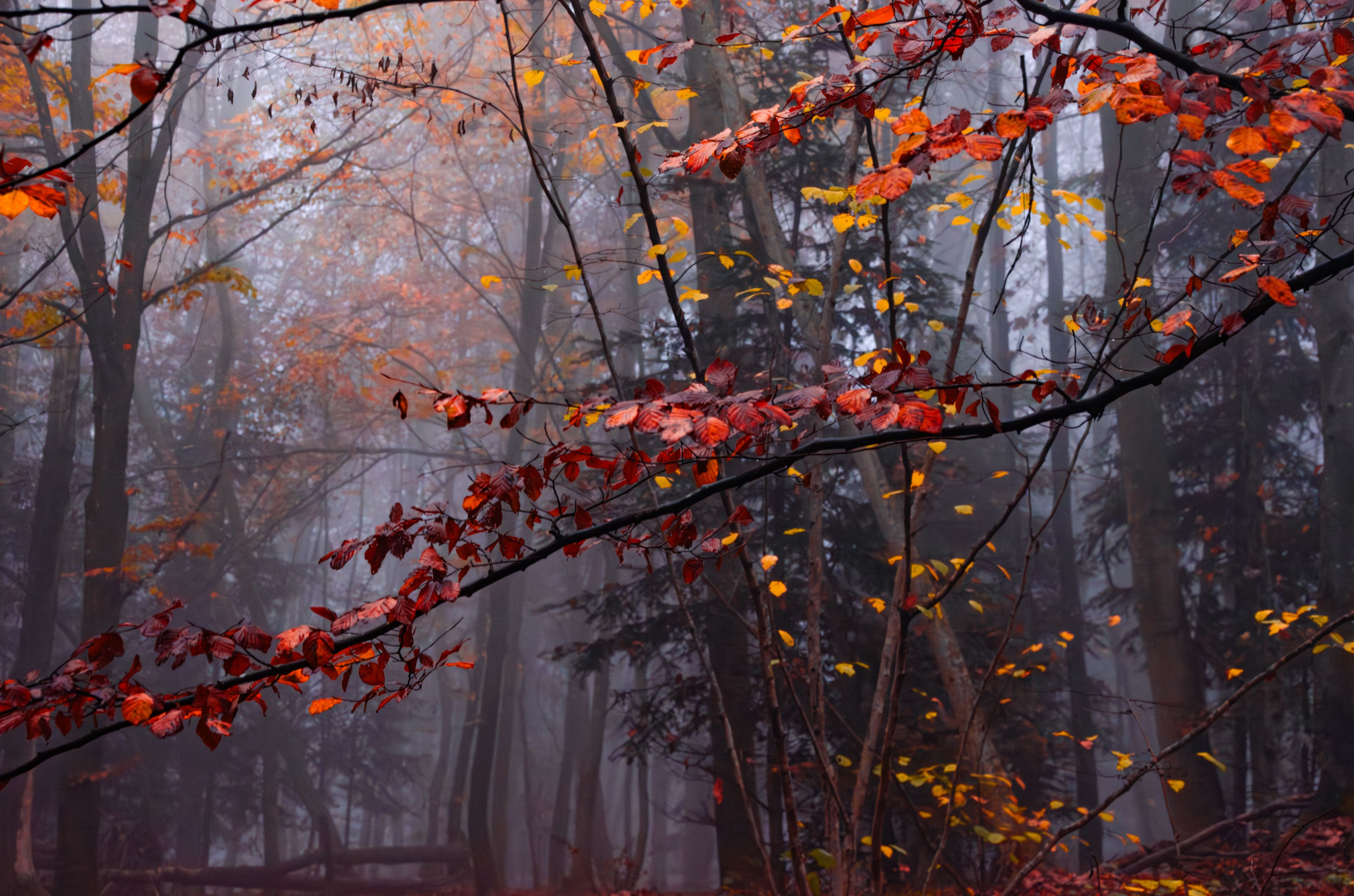 4928x3264 Misty Autumn Forest with Colorful Foliage · Free