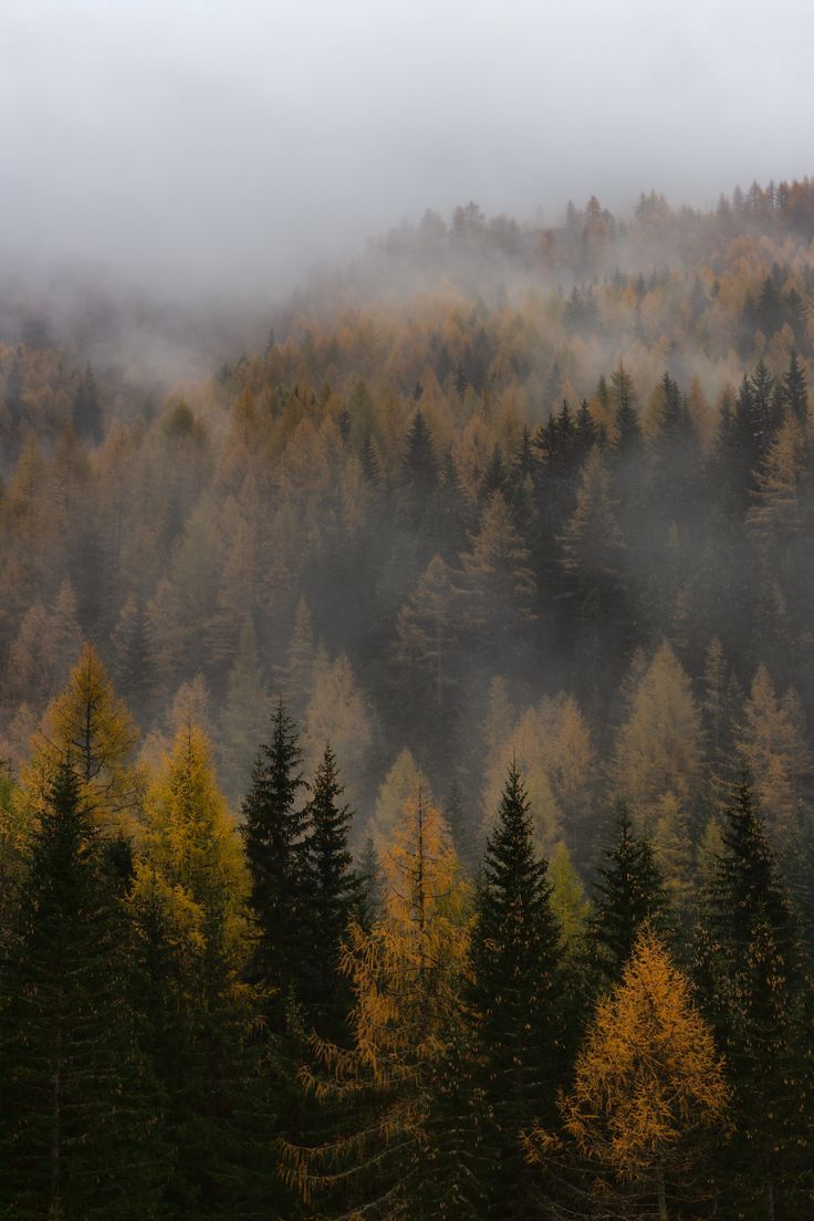 736x1104 brown, green, forest, fog, mist, tree, pine, foggy