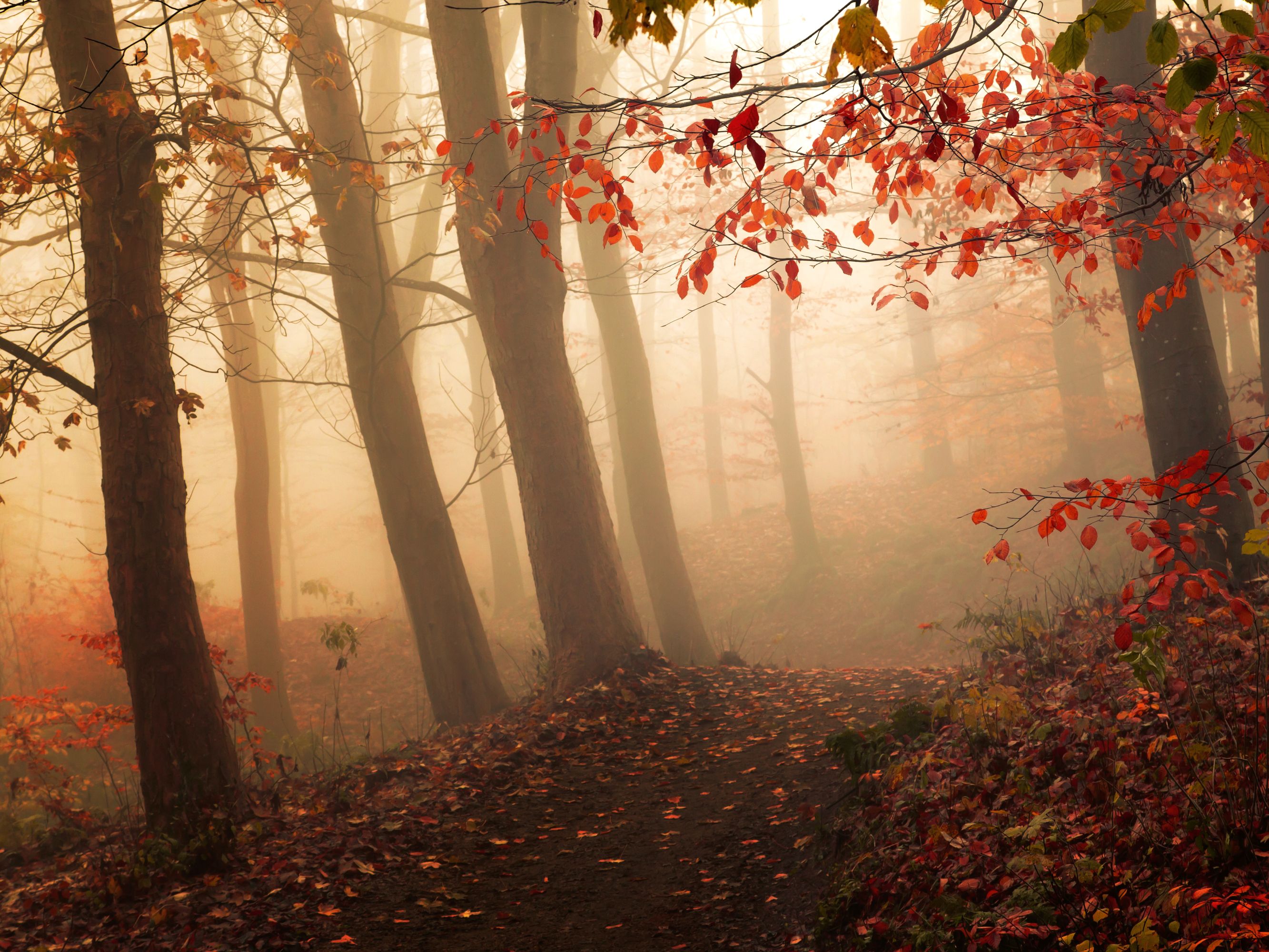 2666x2000 Autumn Mist Poster