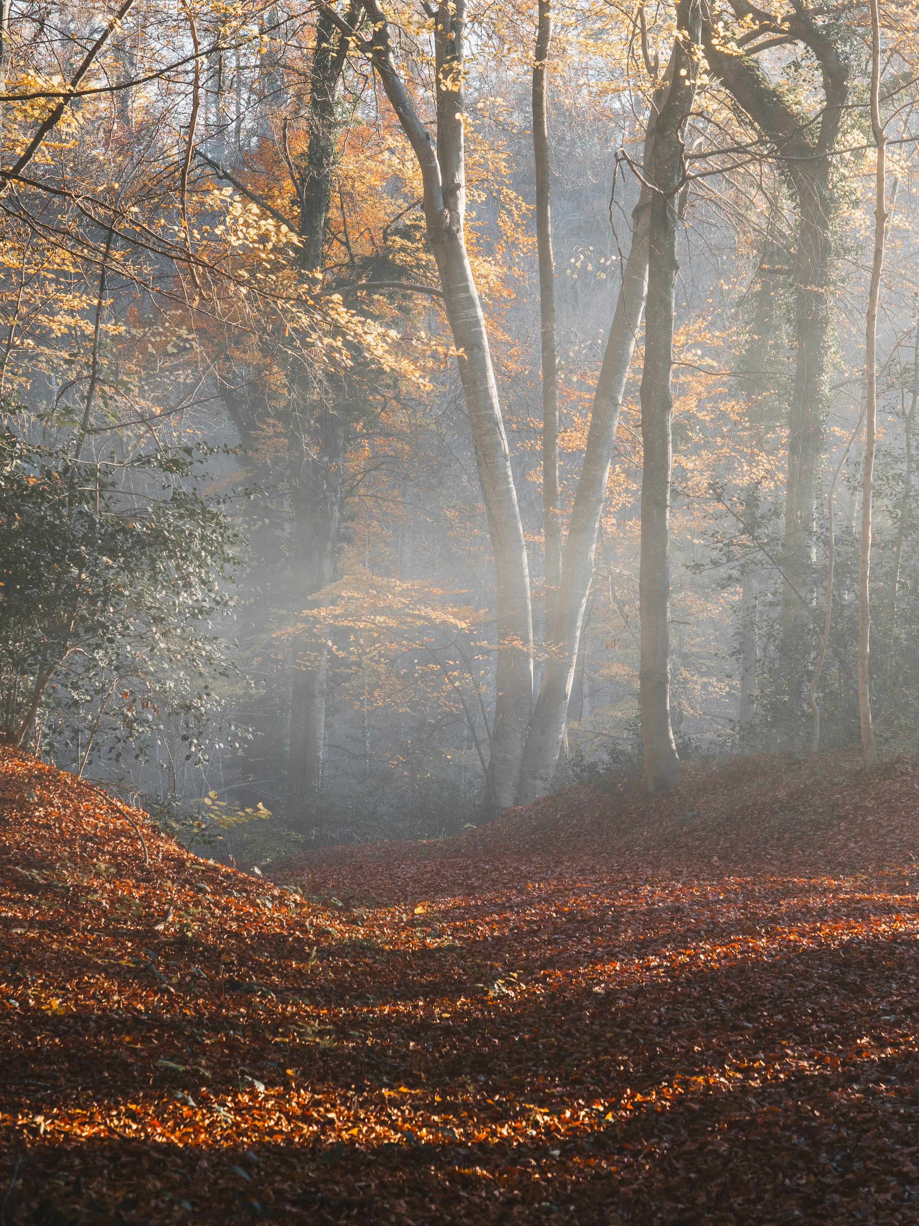 3000x4000 Misty autumn forest with fallen leaves on the ground