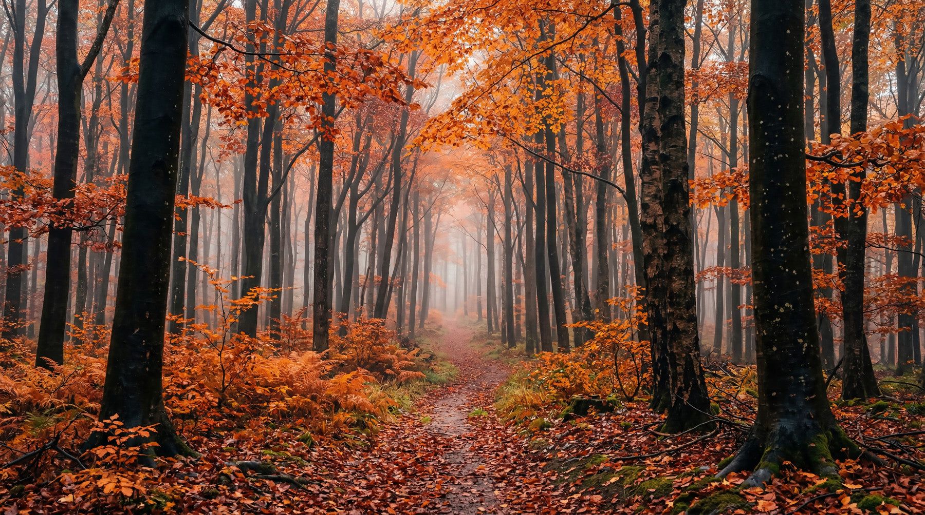 1800x1004 Misty Autumn Forest Path Wall Mural