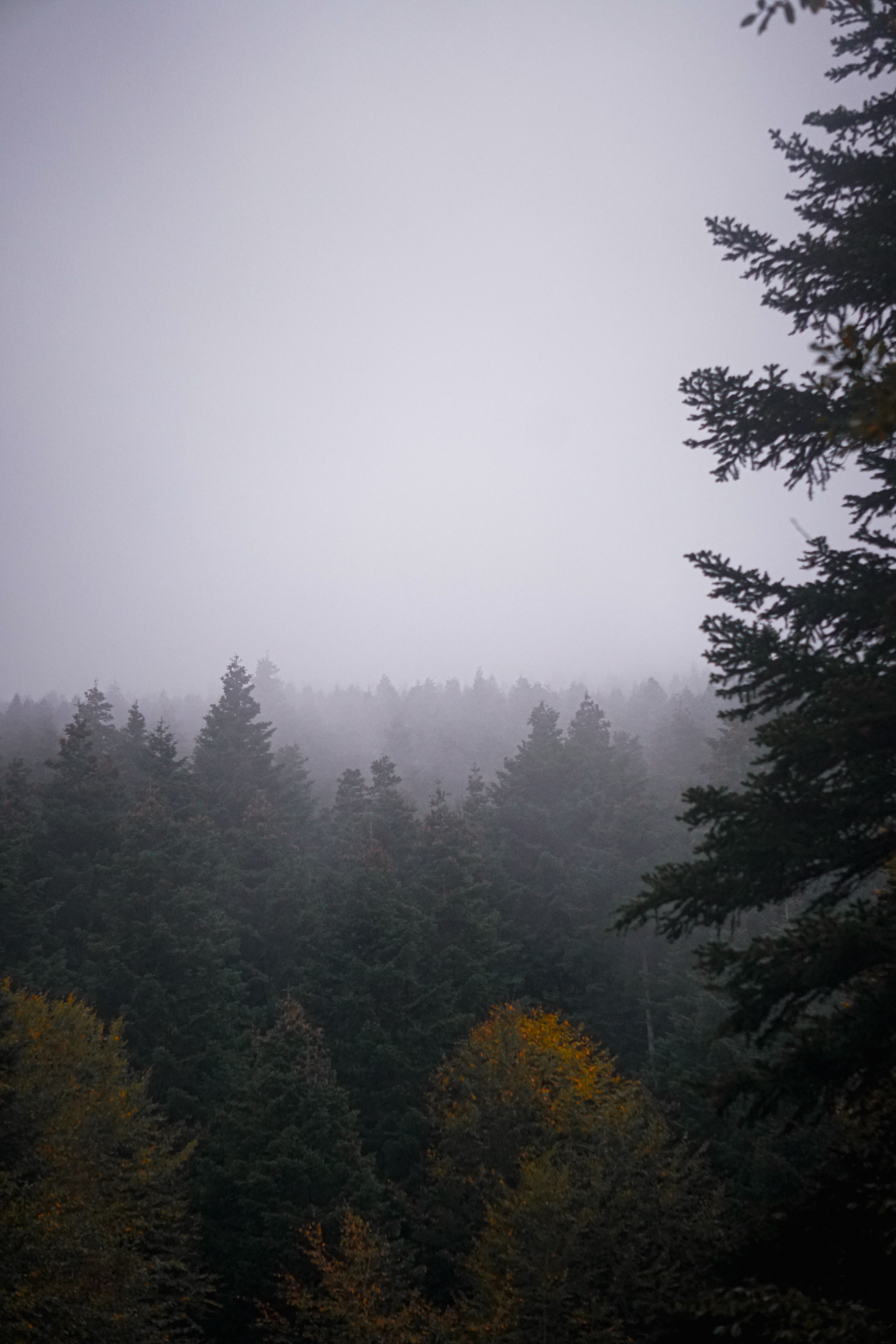 4000x6000 Misty Autumn Forest with Pine Trees and Fog · Free