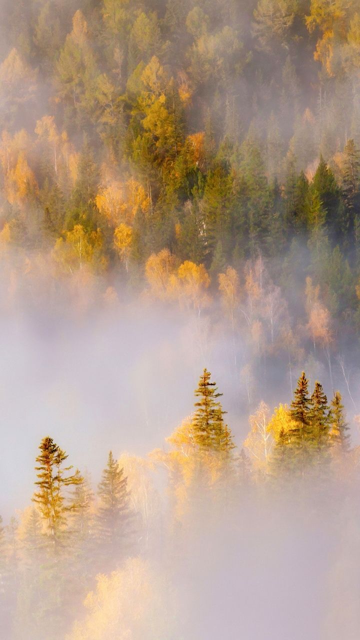 720x1280 Thick forest Wallpaper 4K, Misty, Autumn Forest, Landscape