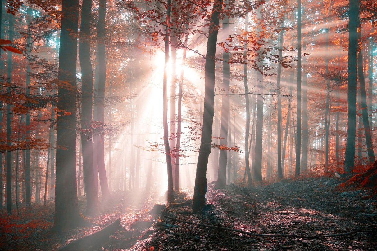 1214x810 Forest Mural Wallpaper. Misty Autumn Sunrise Scene