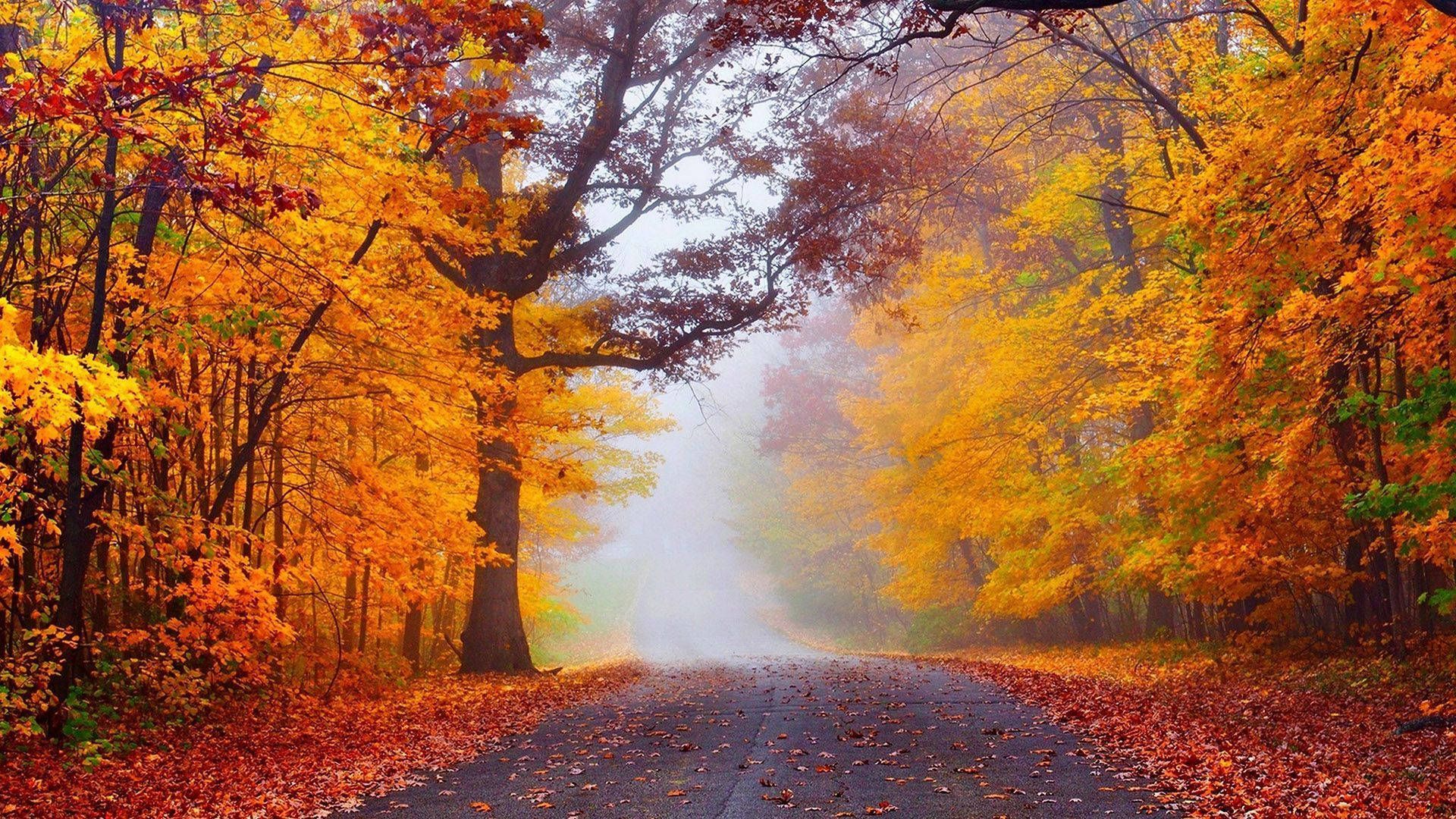 1920x1080 Download Foggy Forest In Autumn Wallpaper