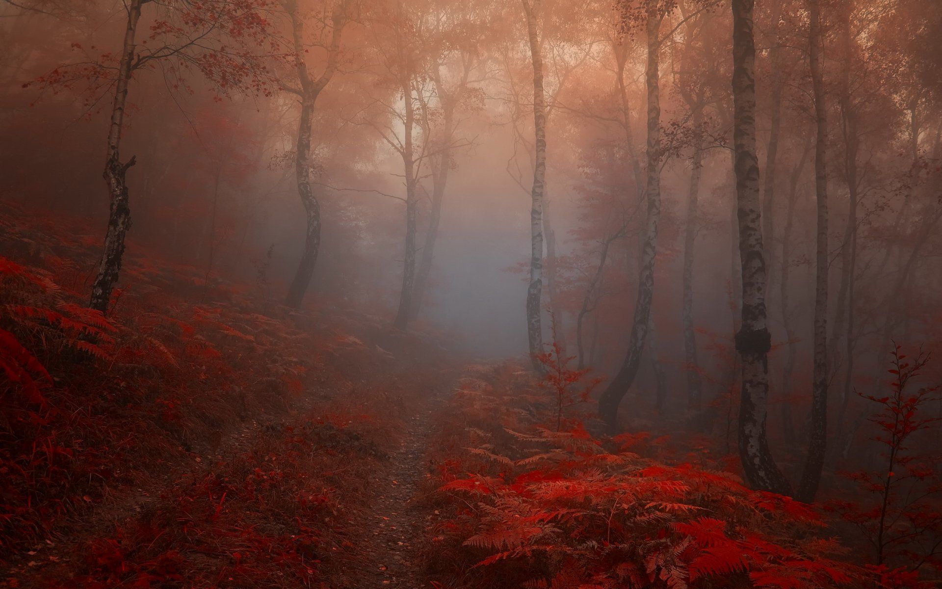 1920x1200 Misty Autumn Forest HD Wallpaperx1600