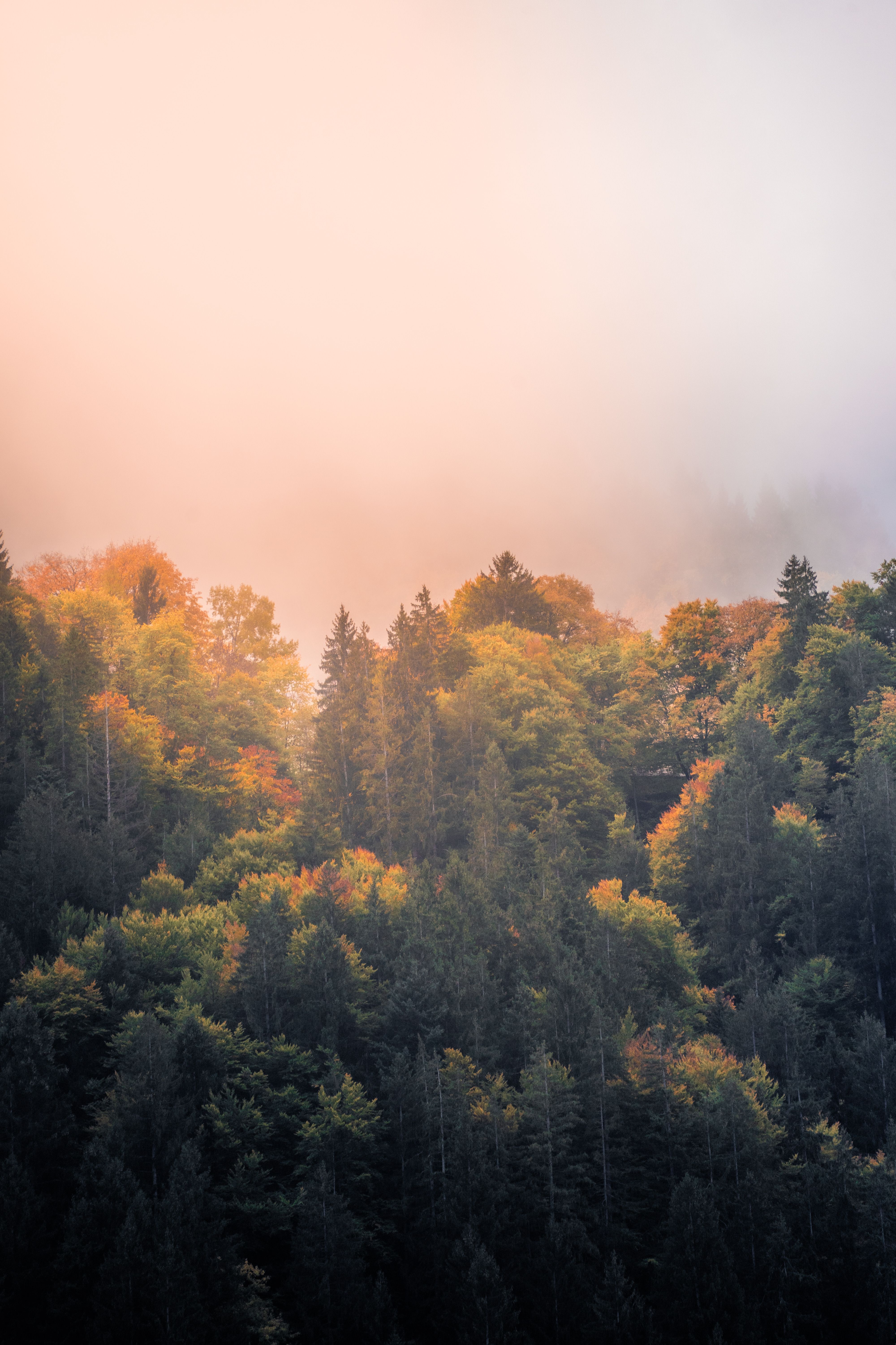 4000x6000 Misty Autumn Forest with Golden Foliage · Free