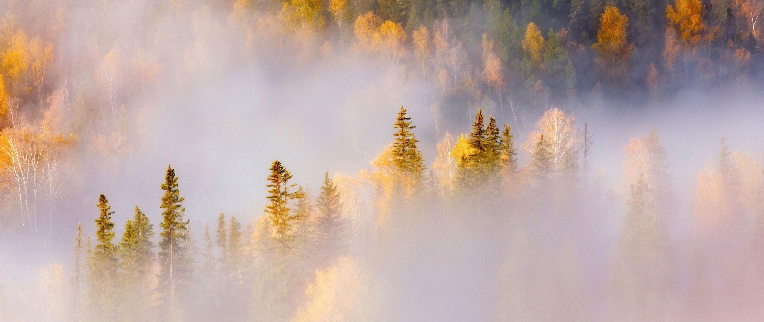 2560x1080 Thick forest Wallpaper 4K, Misty, Autumn Forest, Landscape