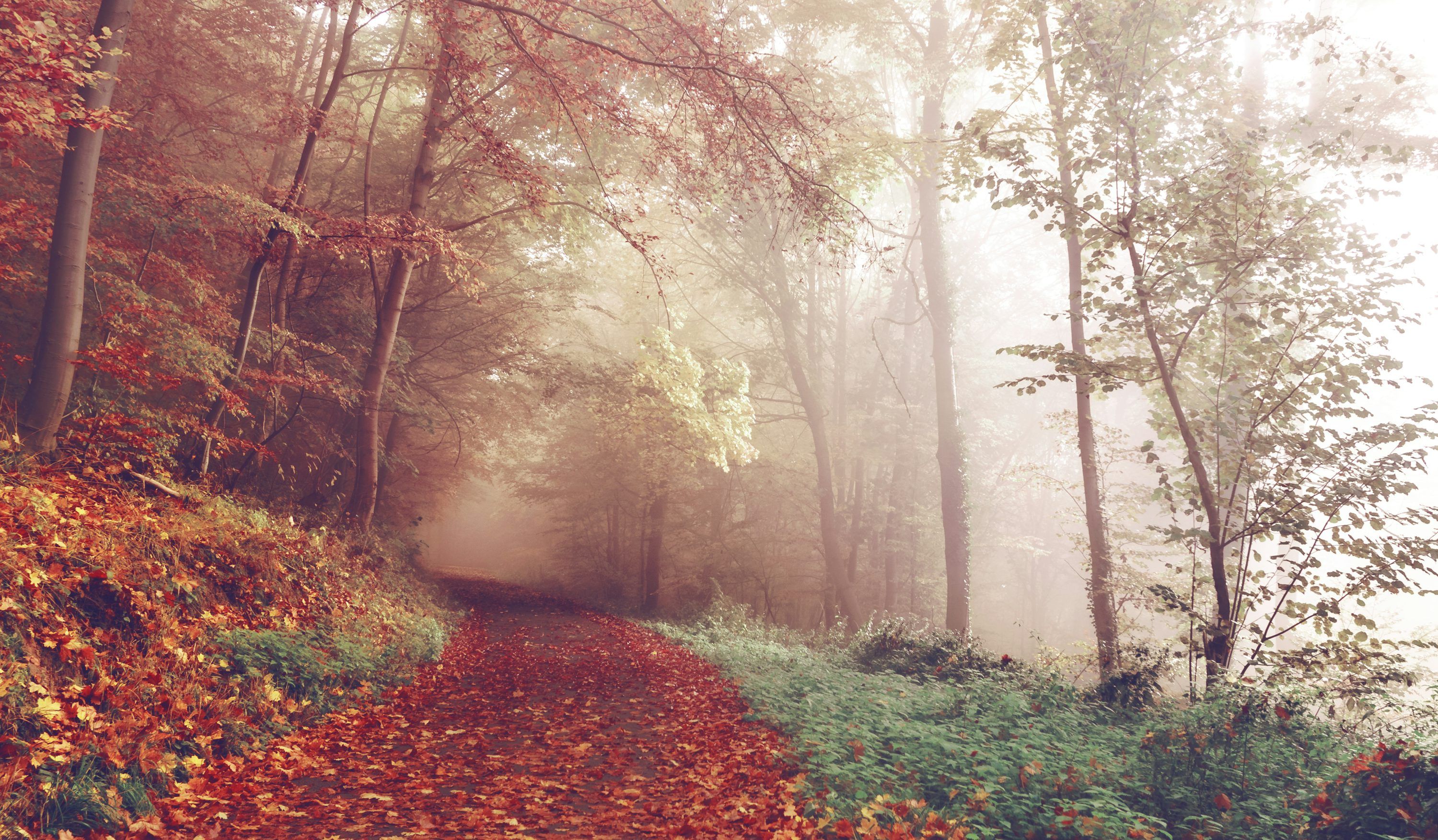 3000x1754 Autumn path through misty forest