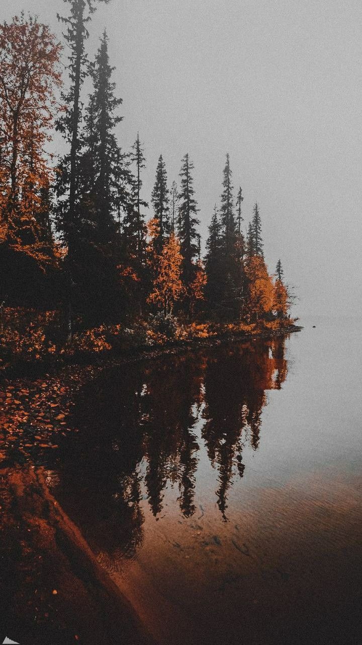 720x1280 Misty Lake in the Forest. Fall trees phone wallpaper, Fall woods background, Autumn forest photography