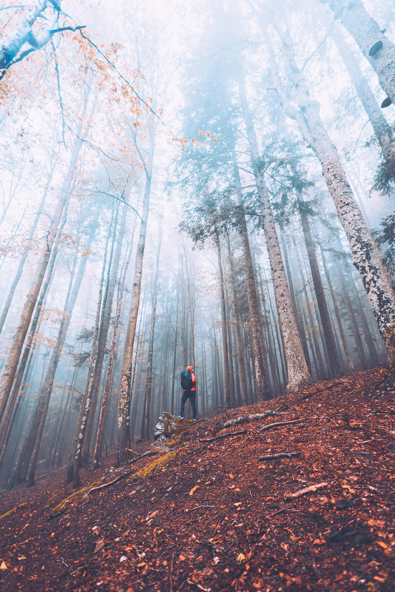 1365x2048 Hiker in Misty Autumn Forest by Jan Valečka