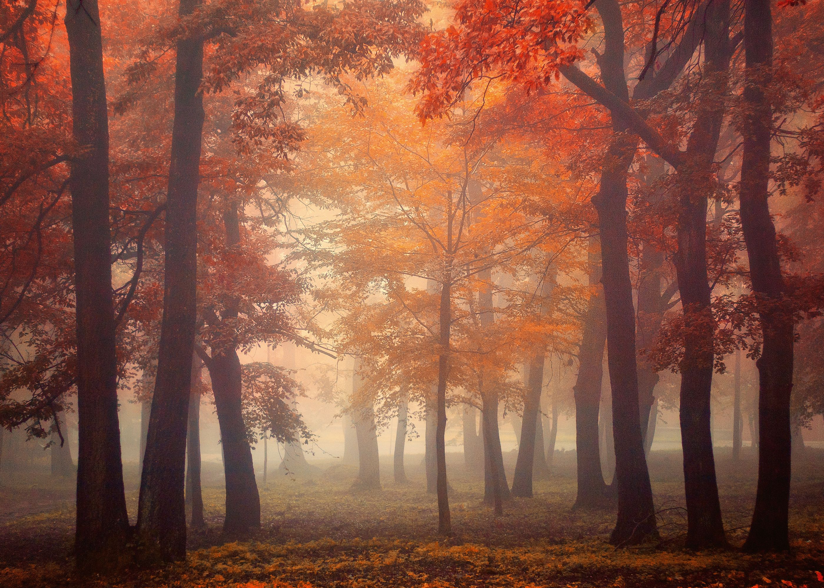 2800x2000 Ildiko Neer Autumn Forest Print