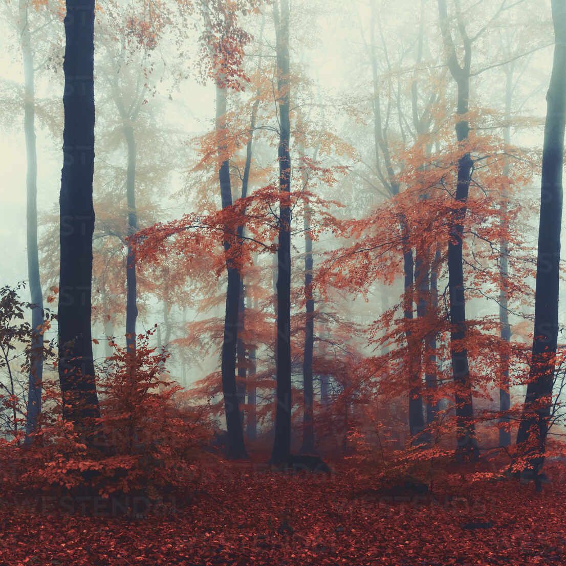 1106x1106 Beech trees in misty autumn forest at dawn