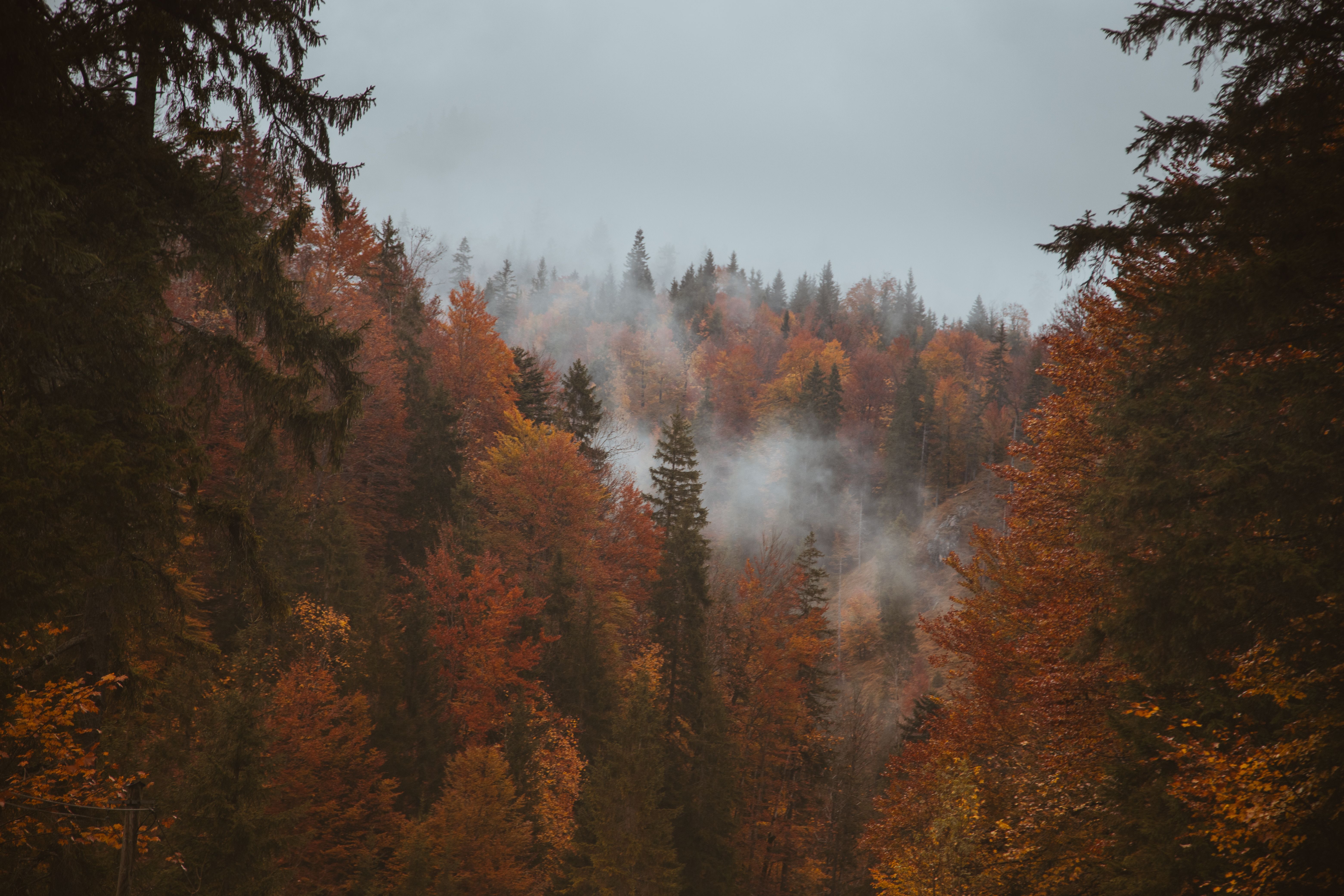6240x4160 Misty Autumn Forest in Tirol, Austria · Free