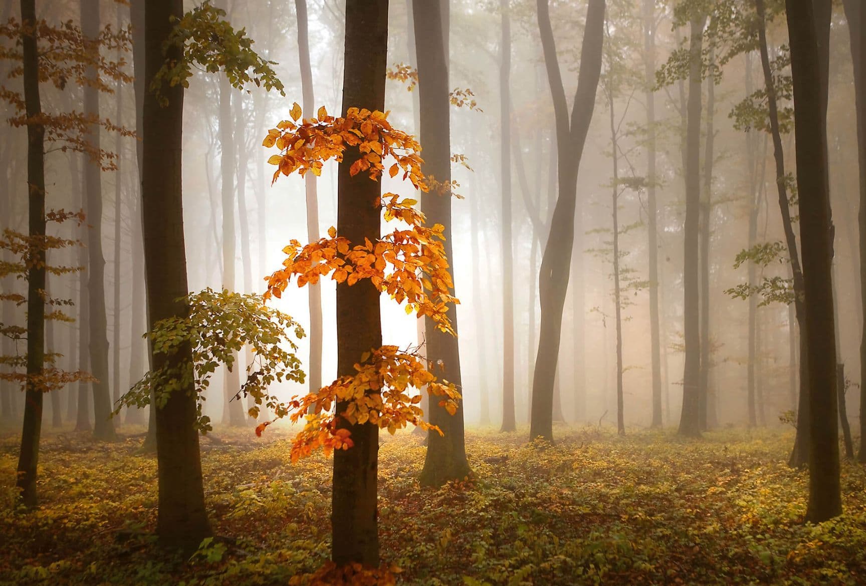 1728x1170 Autumn trees photo wallpaper 260x384cm wall mural bedroom feature wall forest