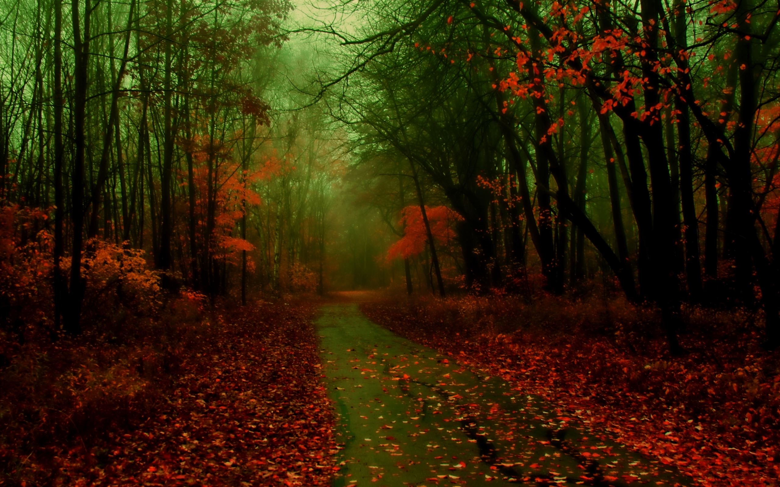 2560x1600 Misty Autumn Mac Wallpaper Download
