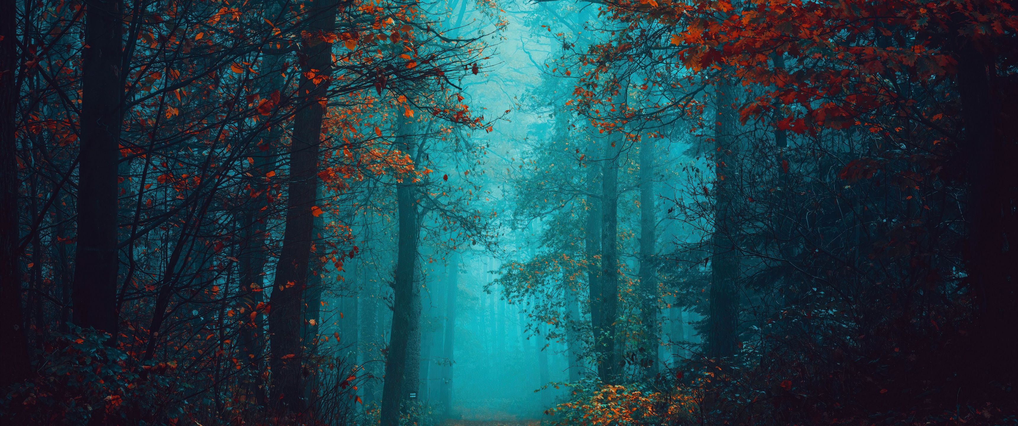 3440x1440 Foggy night Wallpaper 4K, Autumn Forest, Beauty, Mystical
