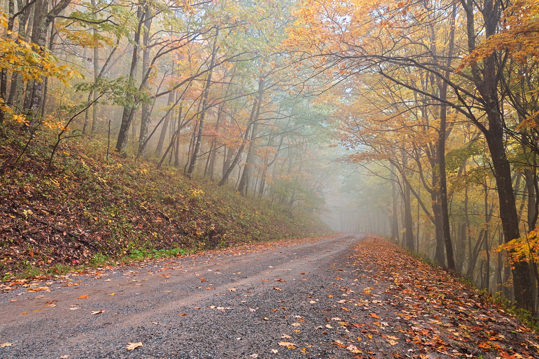 1800x1200 Misty Autumn Forest Road