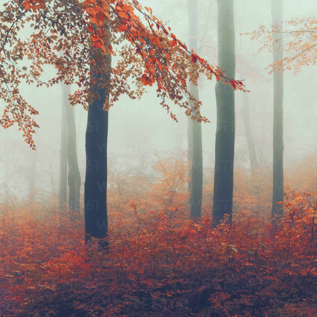 1106x1106 Misty autumn forest at dawn