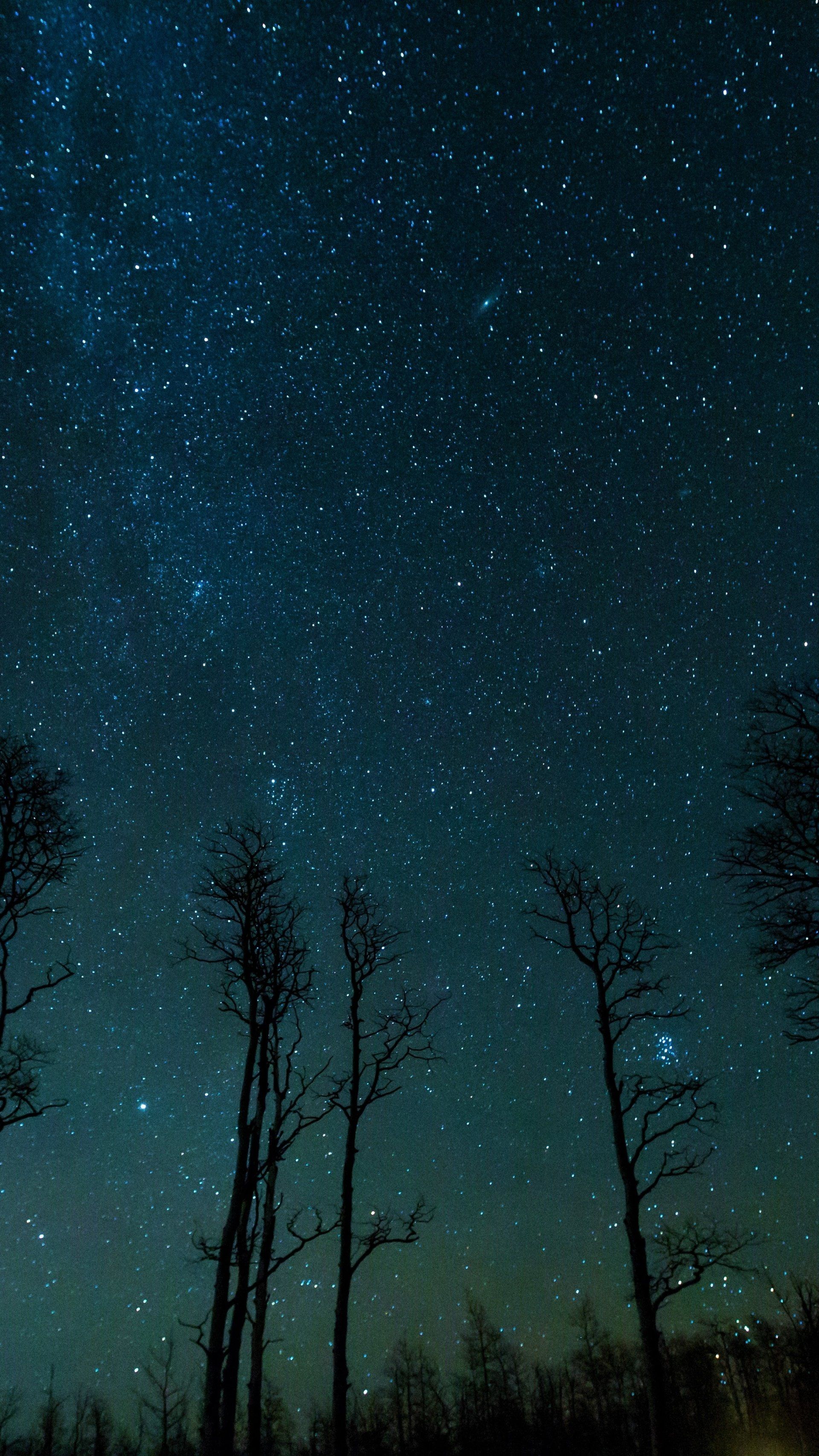1920x3413 Night Silhouettes: Trees Beneath the Milky Way