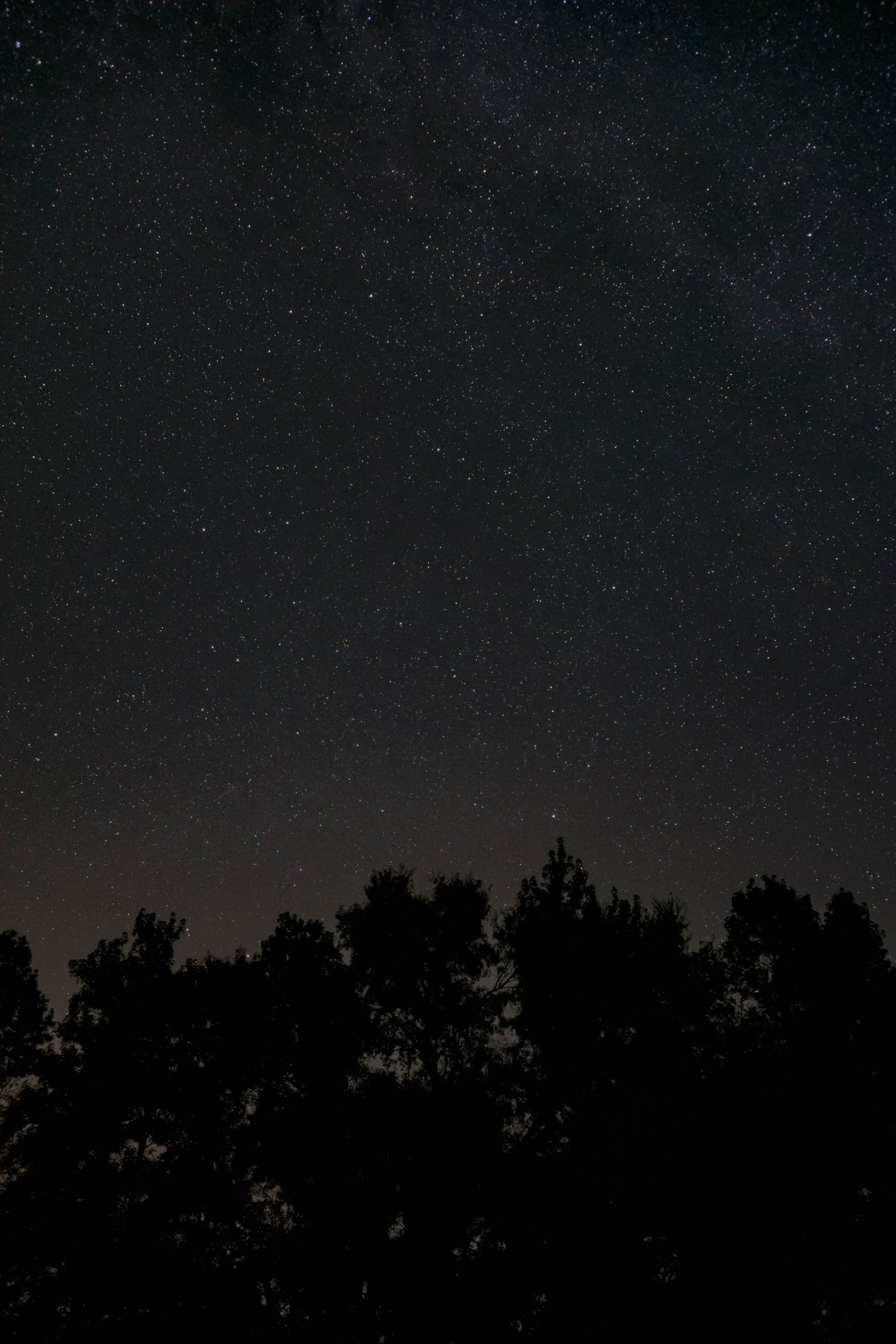 4000x6000 Wallpaper Night, Darkness, Black, Atmosphere, Tree, Background Free Image