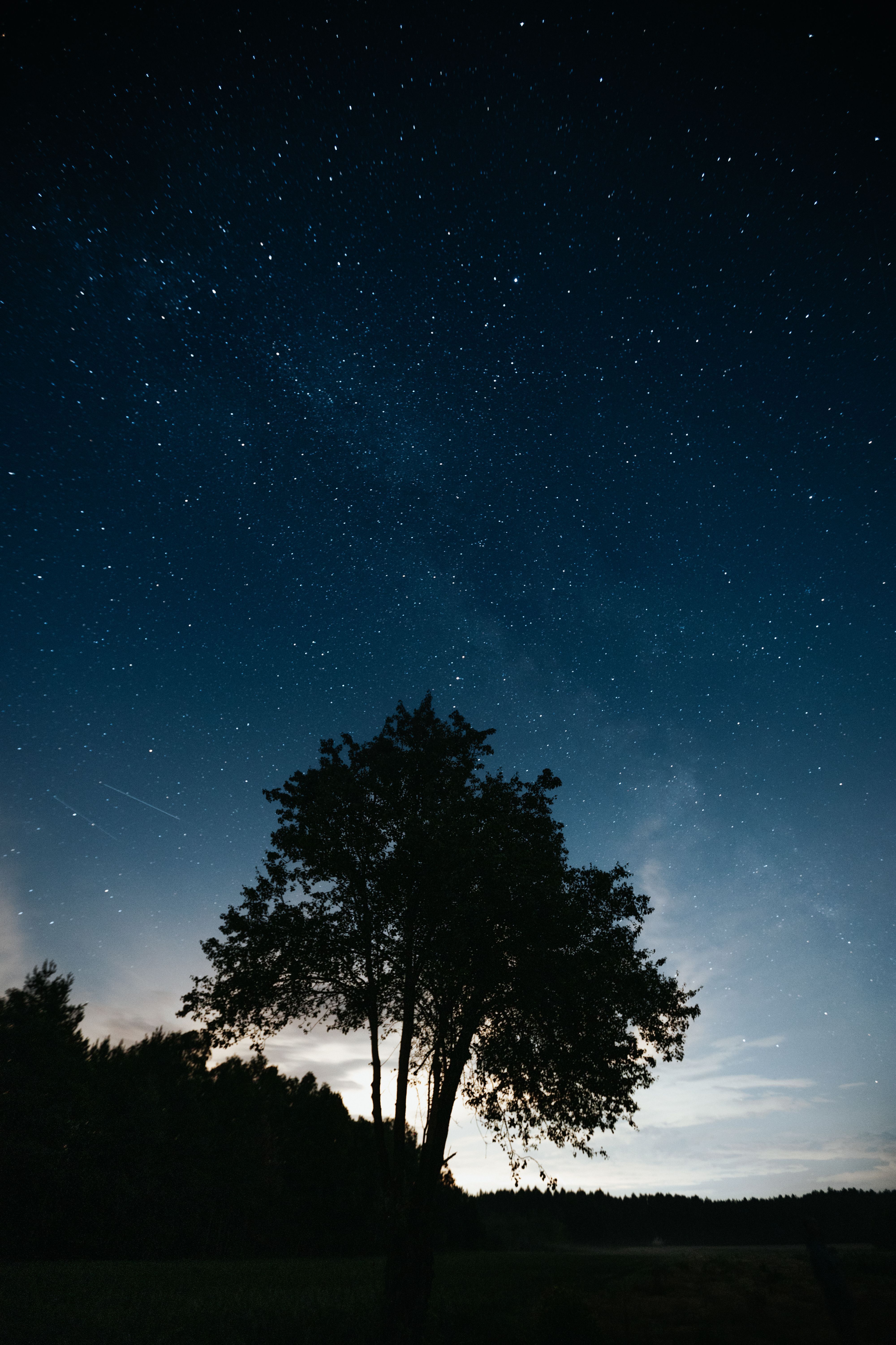 4000x6000 Silhouette of Tree Under a Starry Night Sky · Free