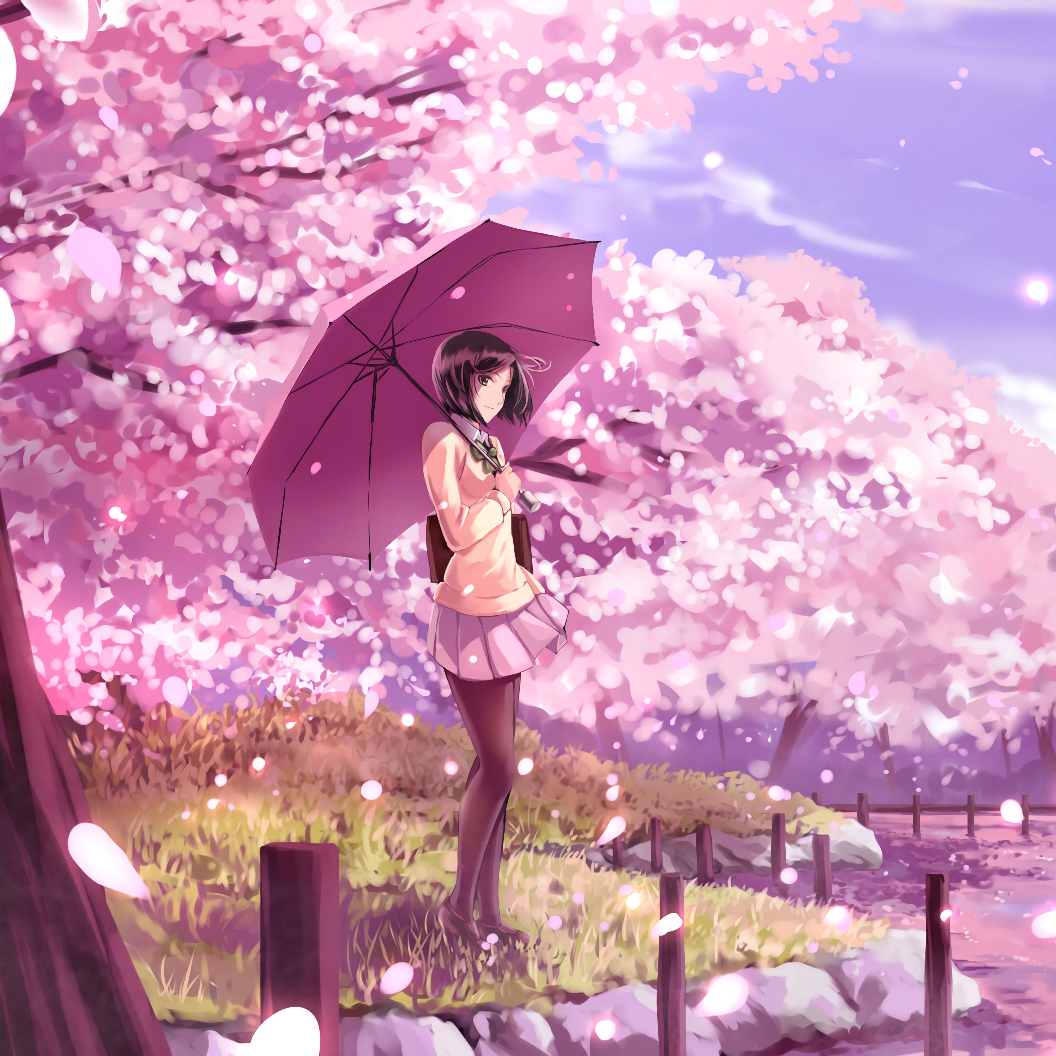 3415x3415 Download wallpaper 3415x3415 girl, umbrella, sakura, anime, art, cartoon ipad pro 12.9 retina for parallax HD background