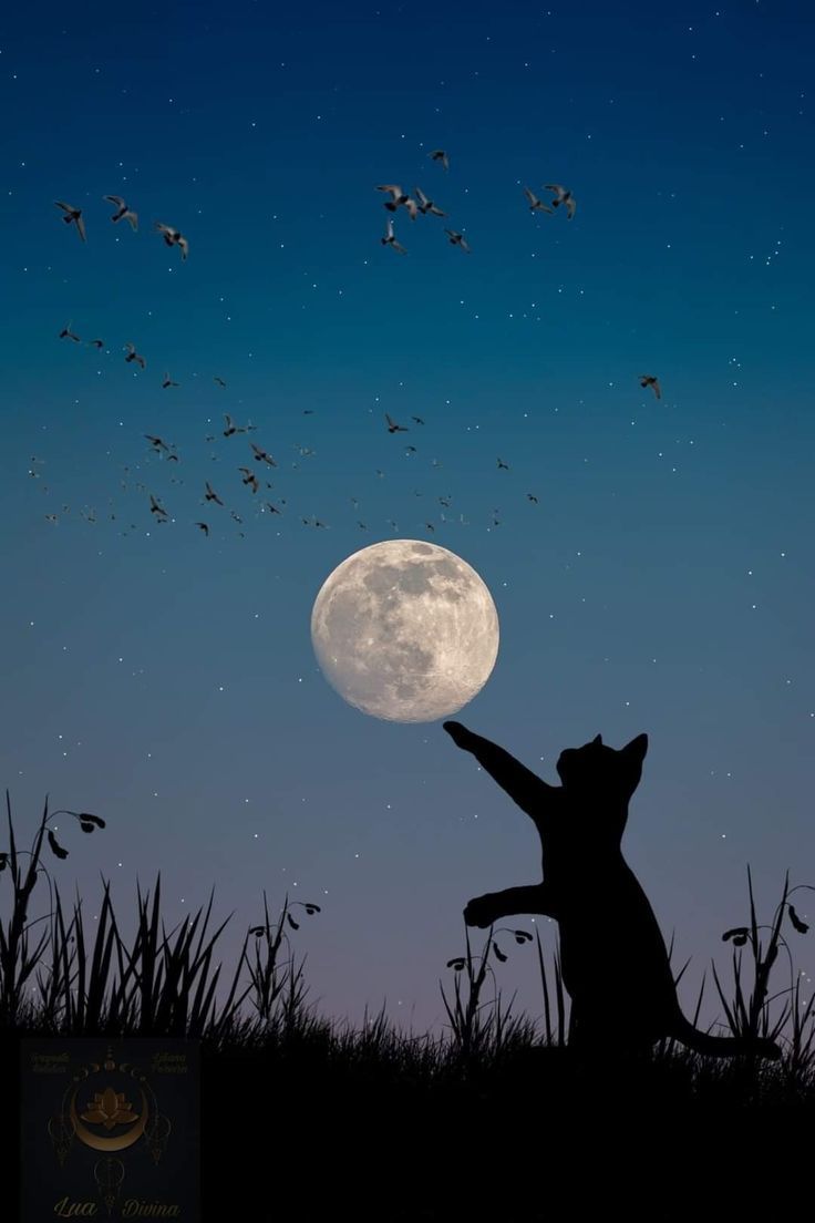 736x1104 Black Cat Reaching for the Moon. Beautiful moon picture, Witch wallpaper, Leinwand malerei ideen