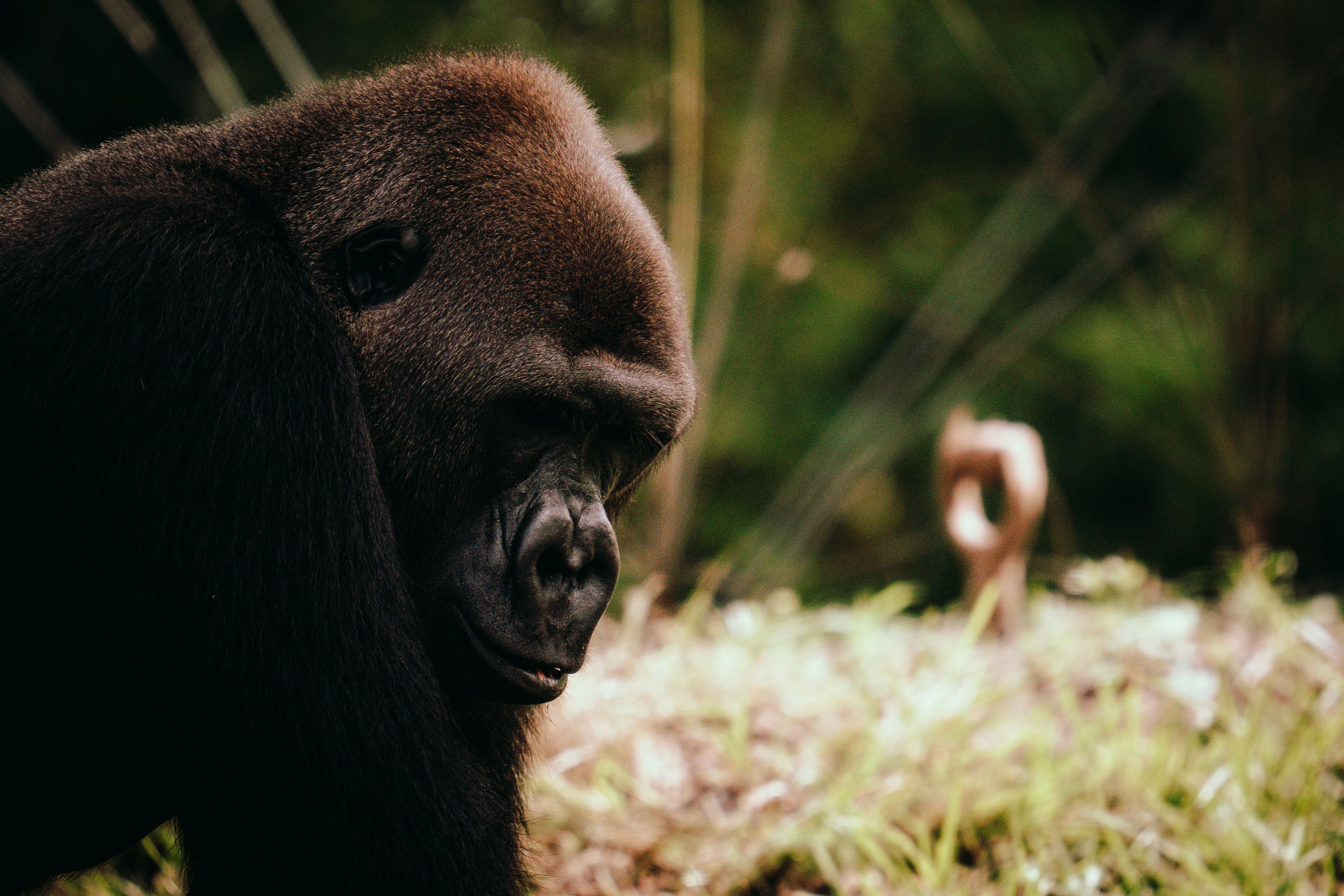 4608x3072 Gorilla Tag Pc Wallpaper Photo, Download The BEST Free Gorilla Tag Pc Wallpaper & HD Image