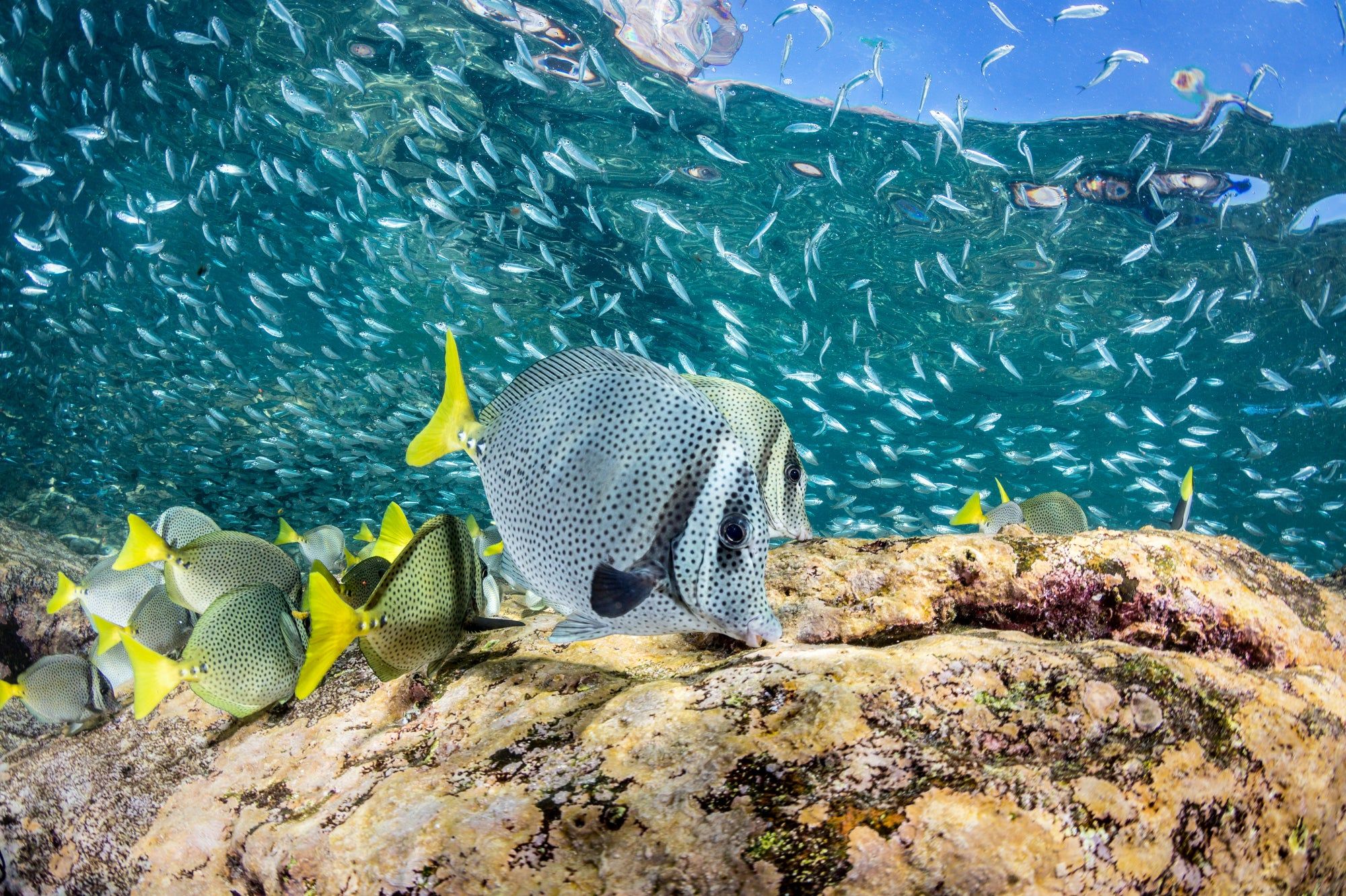 2000x1332 Protecting the 'Aquarium of the World' From a Gas Industry Takeover